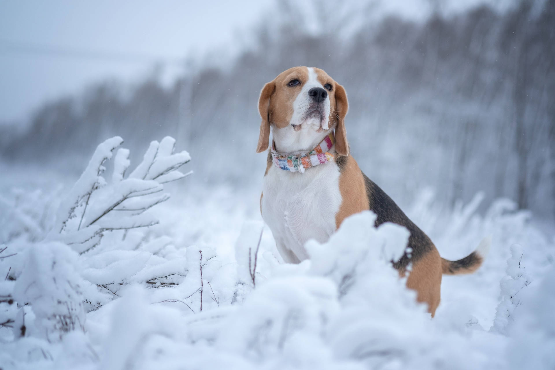 Winter Beagle Dog On Snow Background