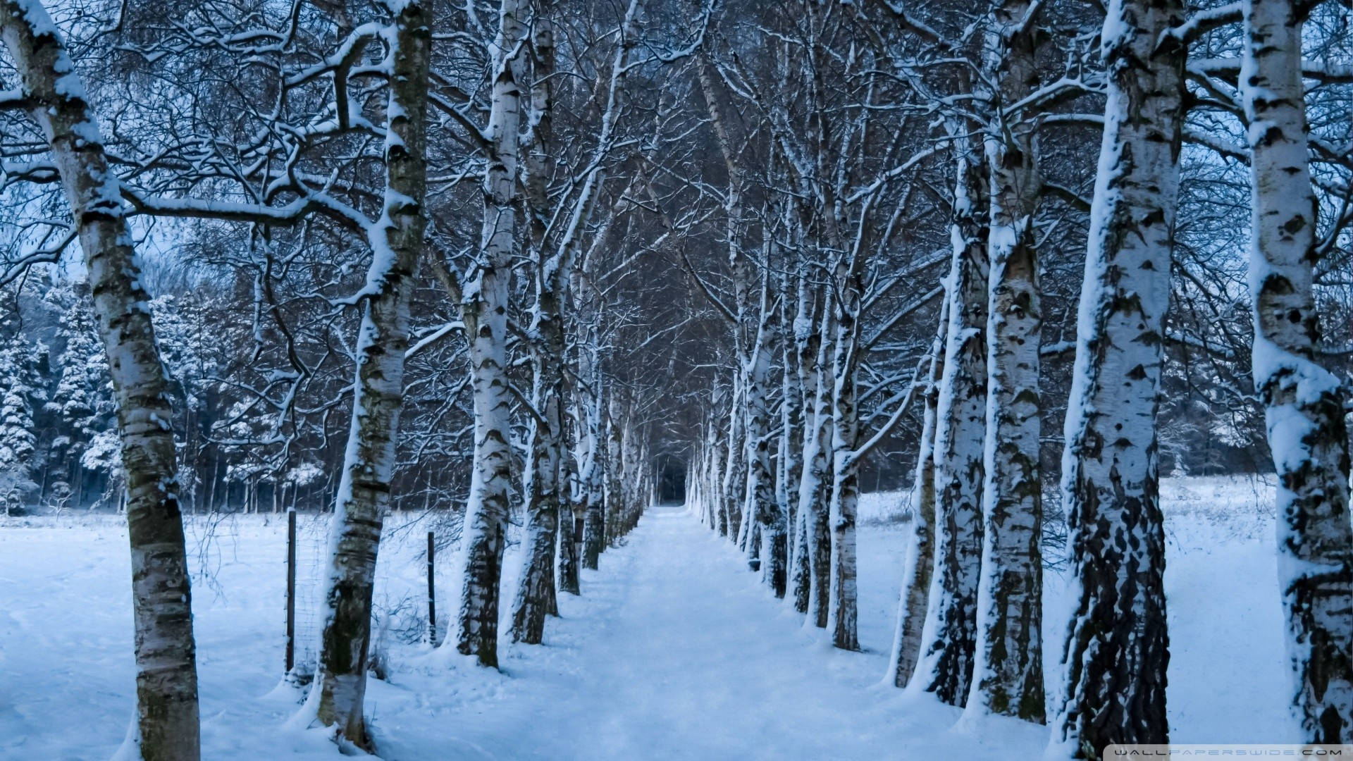 Winter Birch Tree Nature Background