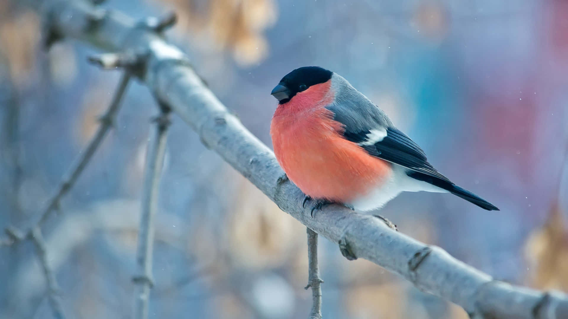 Winter Bird Perchedon Branch4 K Background