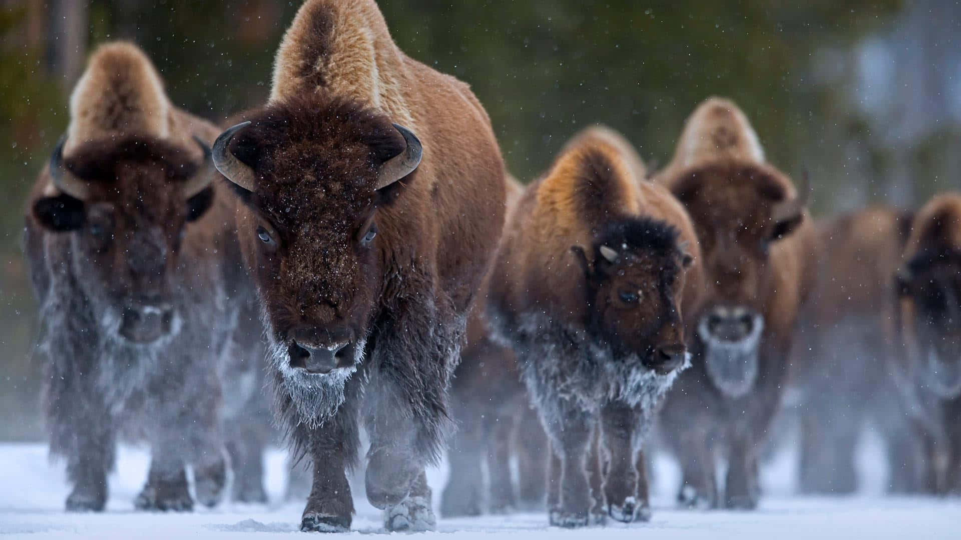 Winter_ Bison_ Herd_ Advancing.jpg Background