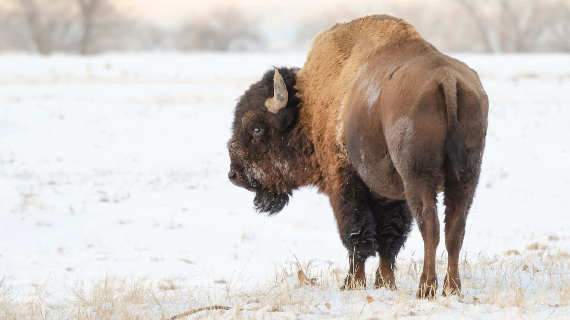 Winter_ Bison_ Standing_in_ Snow Background