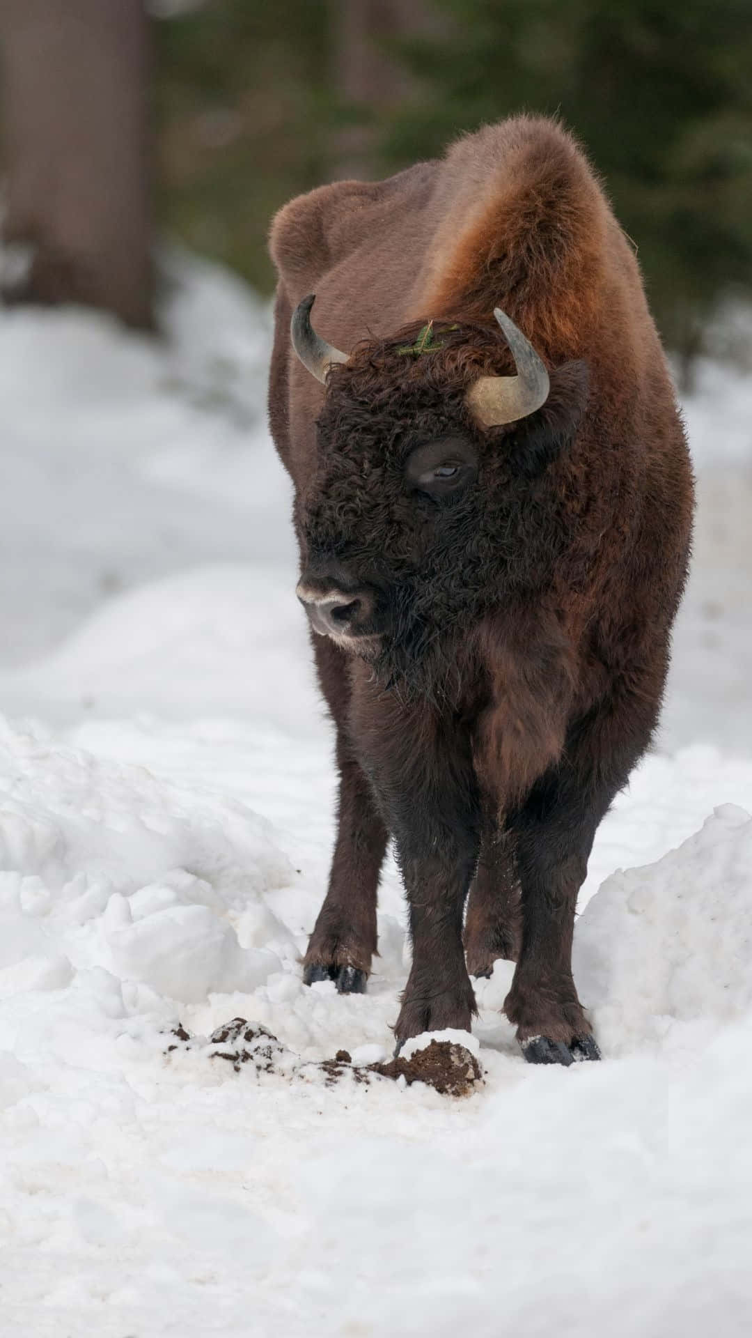 Winter_ Bison_ Standing_in_ Snow.jpg Background