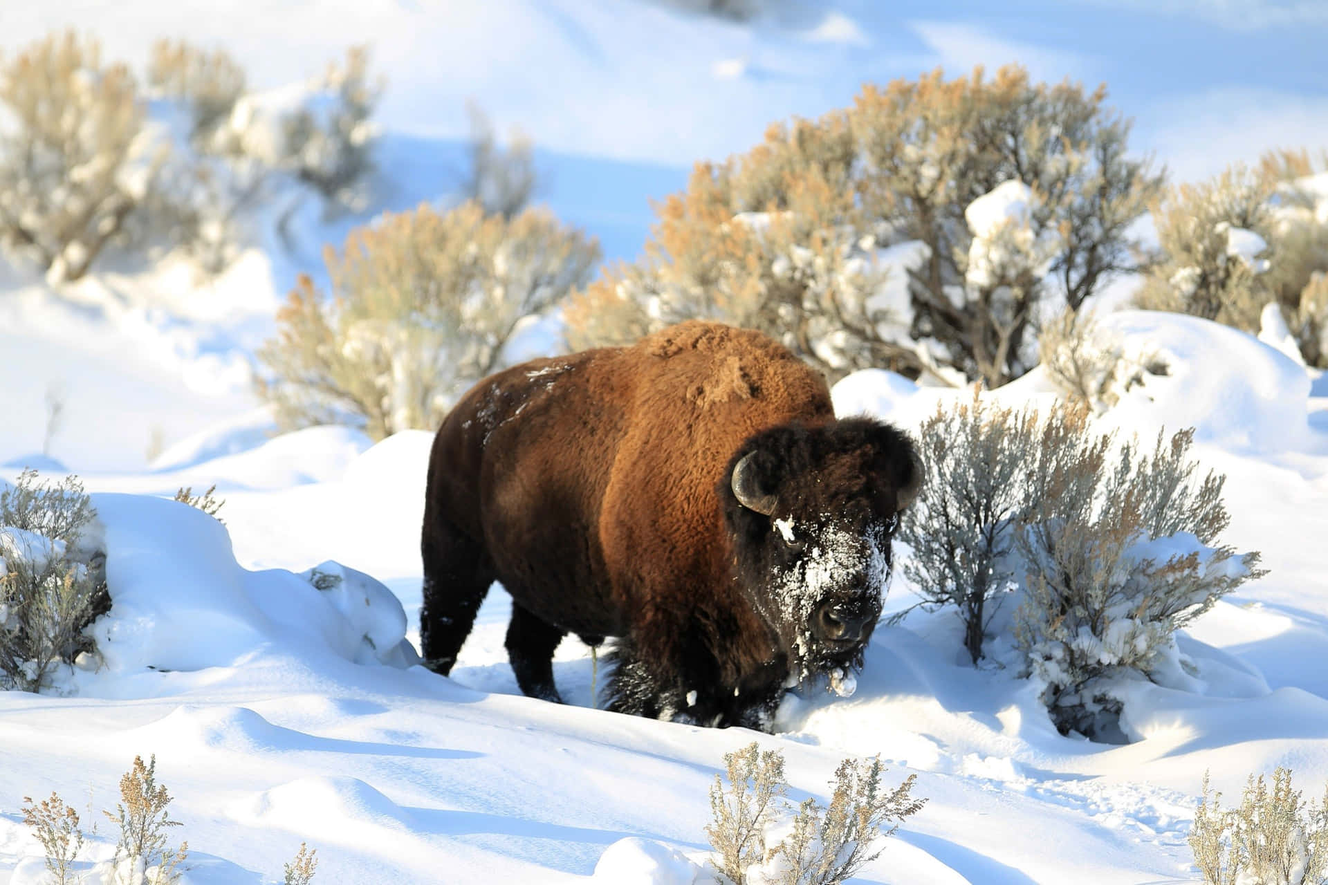 Winter_ Bison_ Trudging_ Through_ Snow.jpg