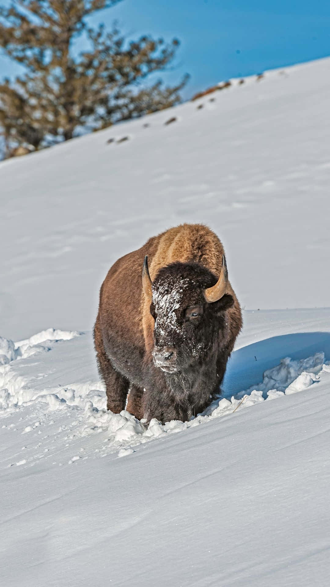 Winter Bison Trudging Through Snow.jpg Background