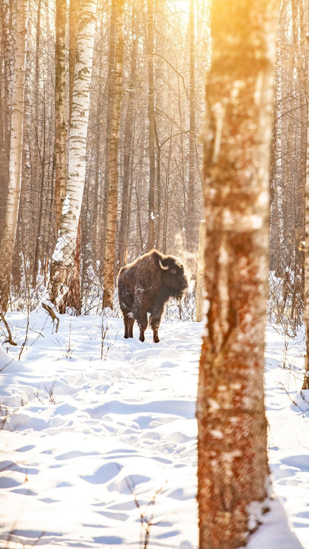 Winter Bisonin Birch Forest.jpg Background