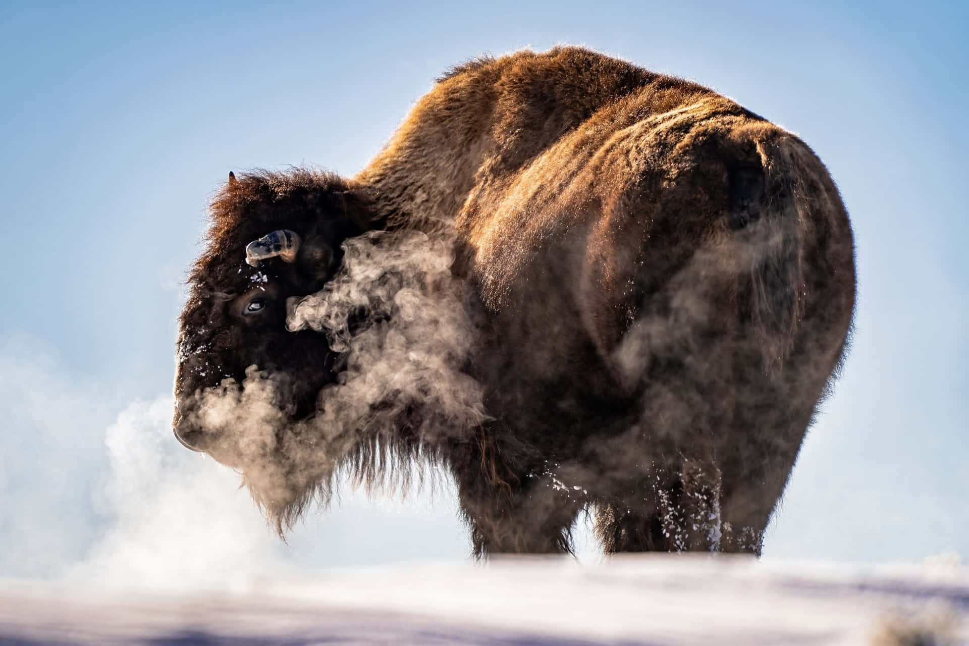 Winter Breath Bison.jpg