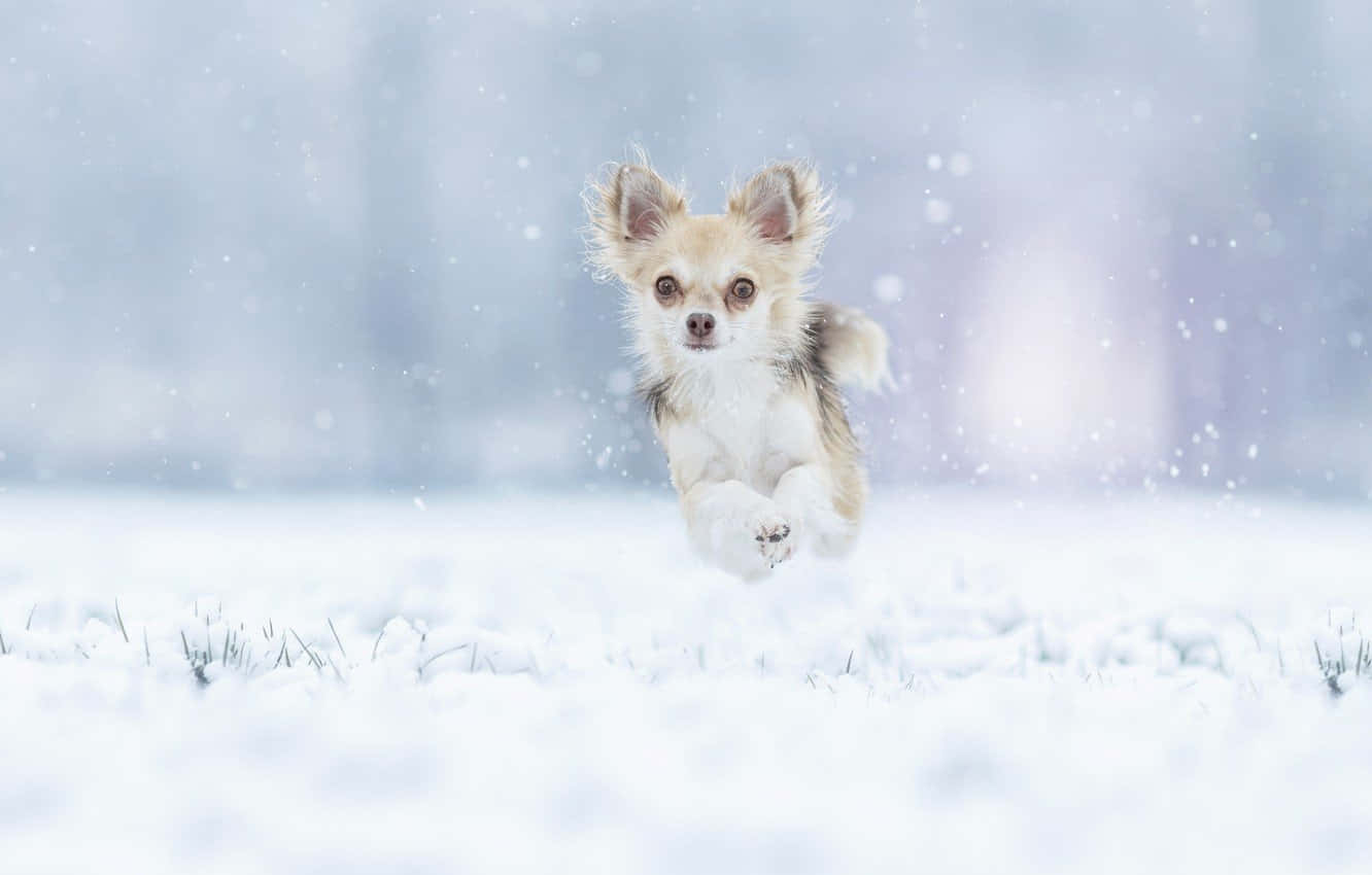 Winter Chihuahua Dog Hopping Background