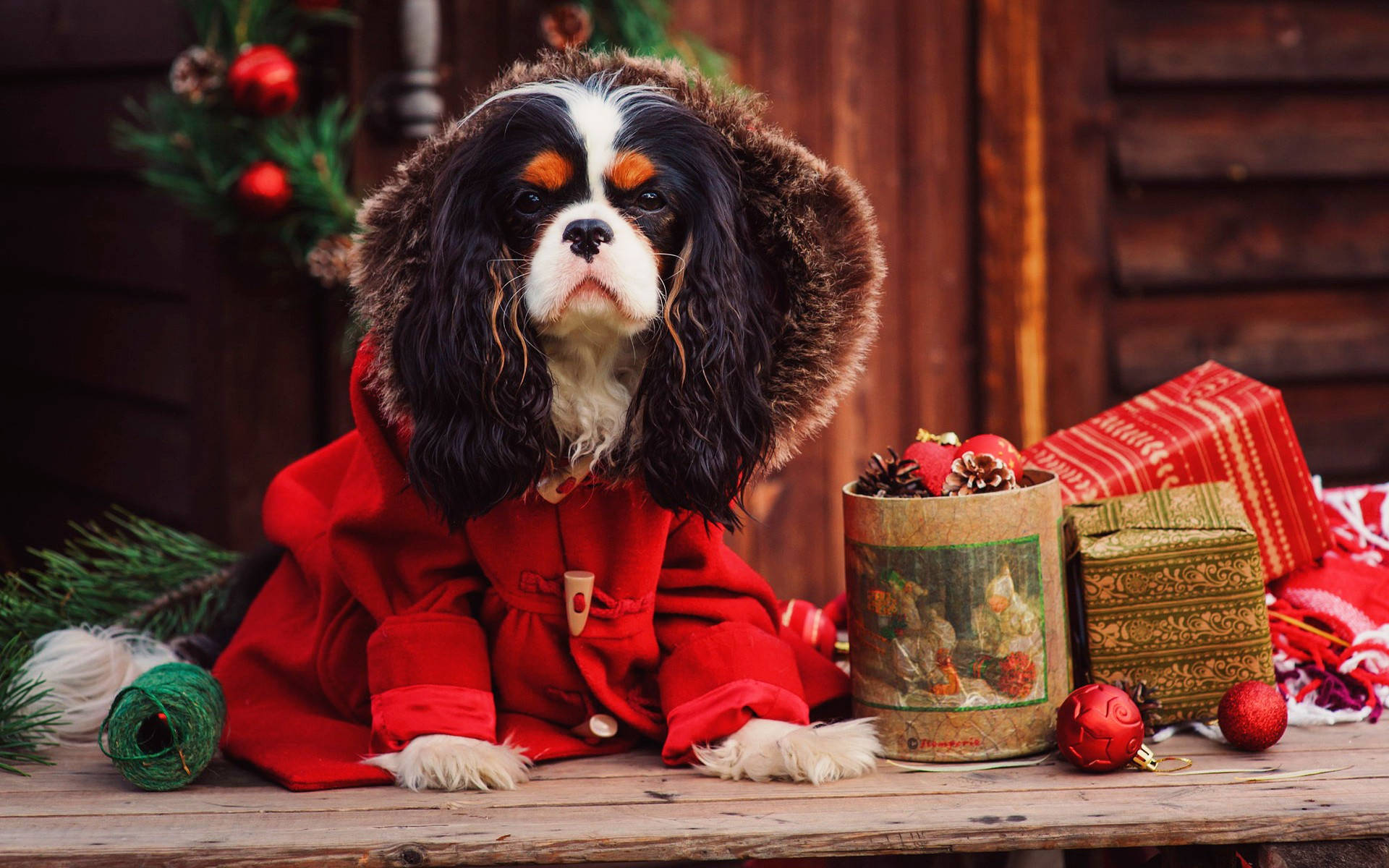 Winter Christmas Dog Background