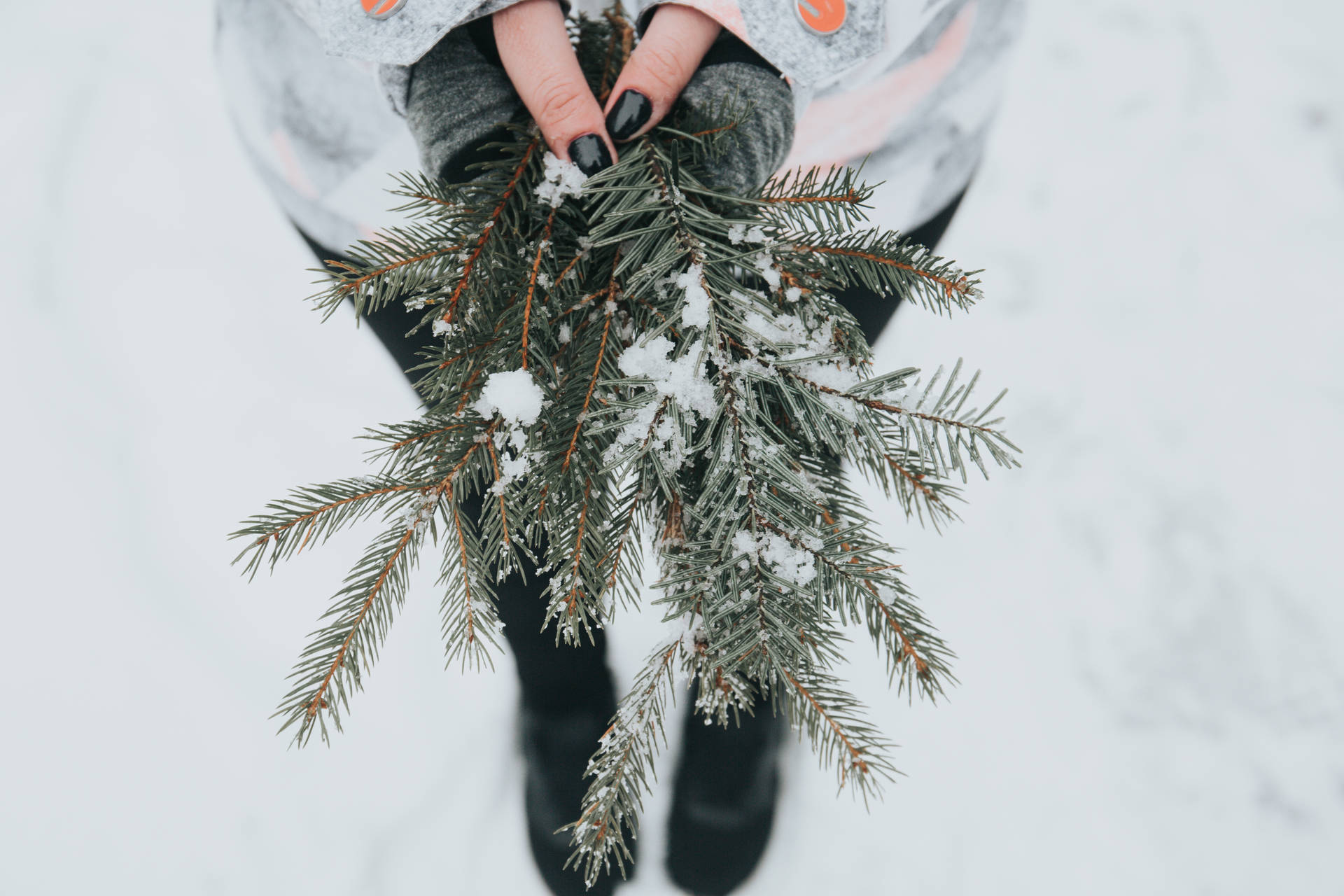 Winter Christmas Pine Leaves On Hands Background