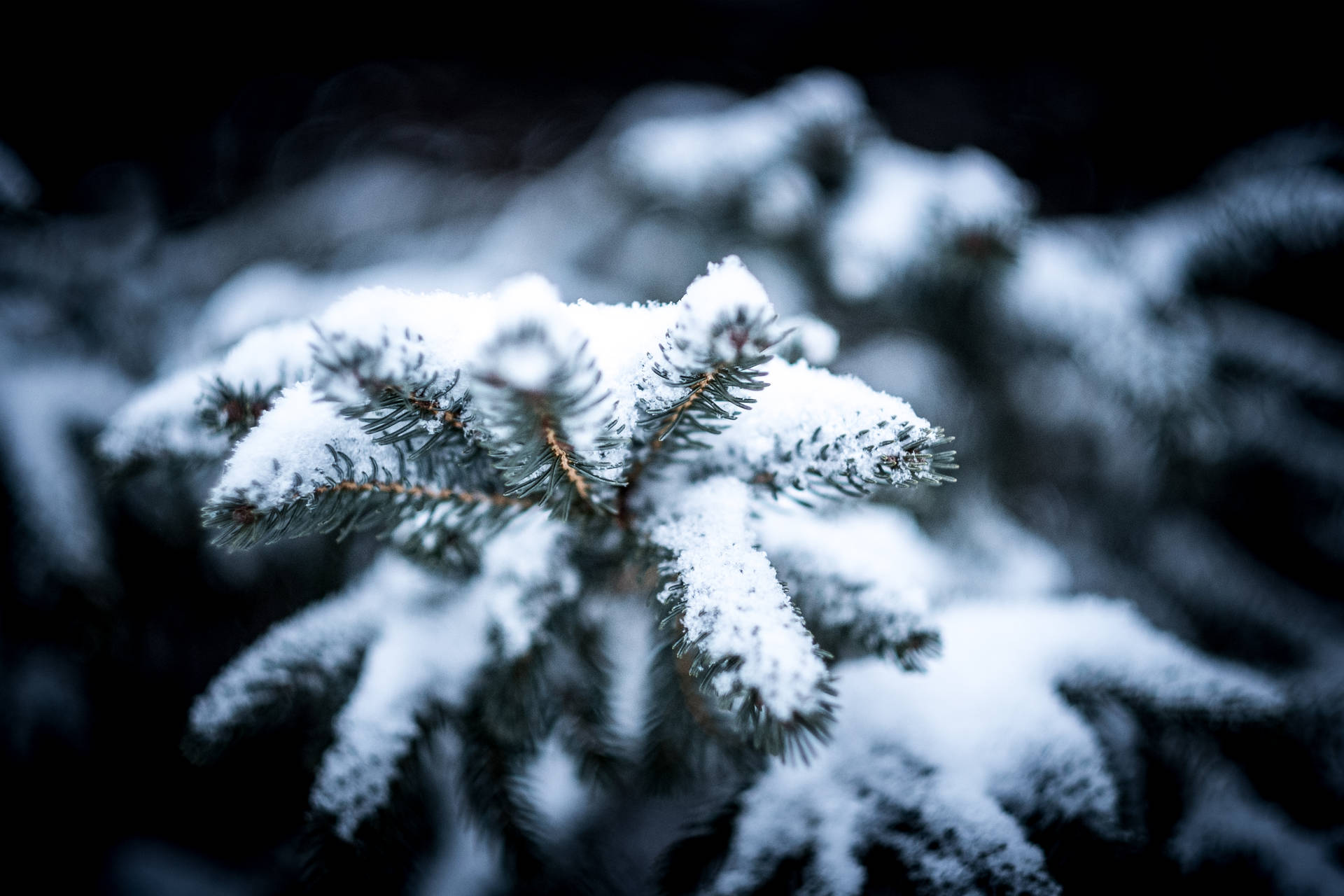 Winter Christmas Snowy Pine Background