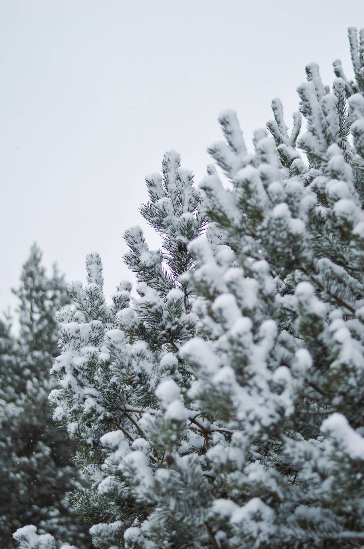 Winter Christmas Snowy Trees Background