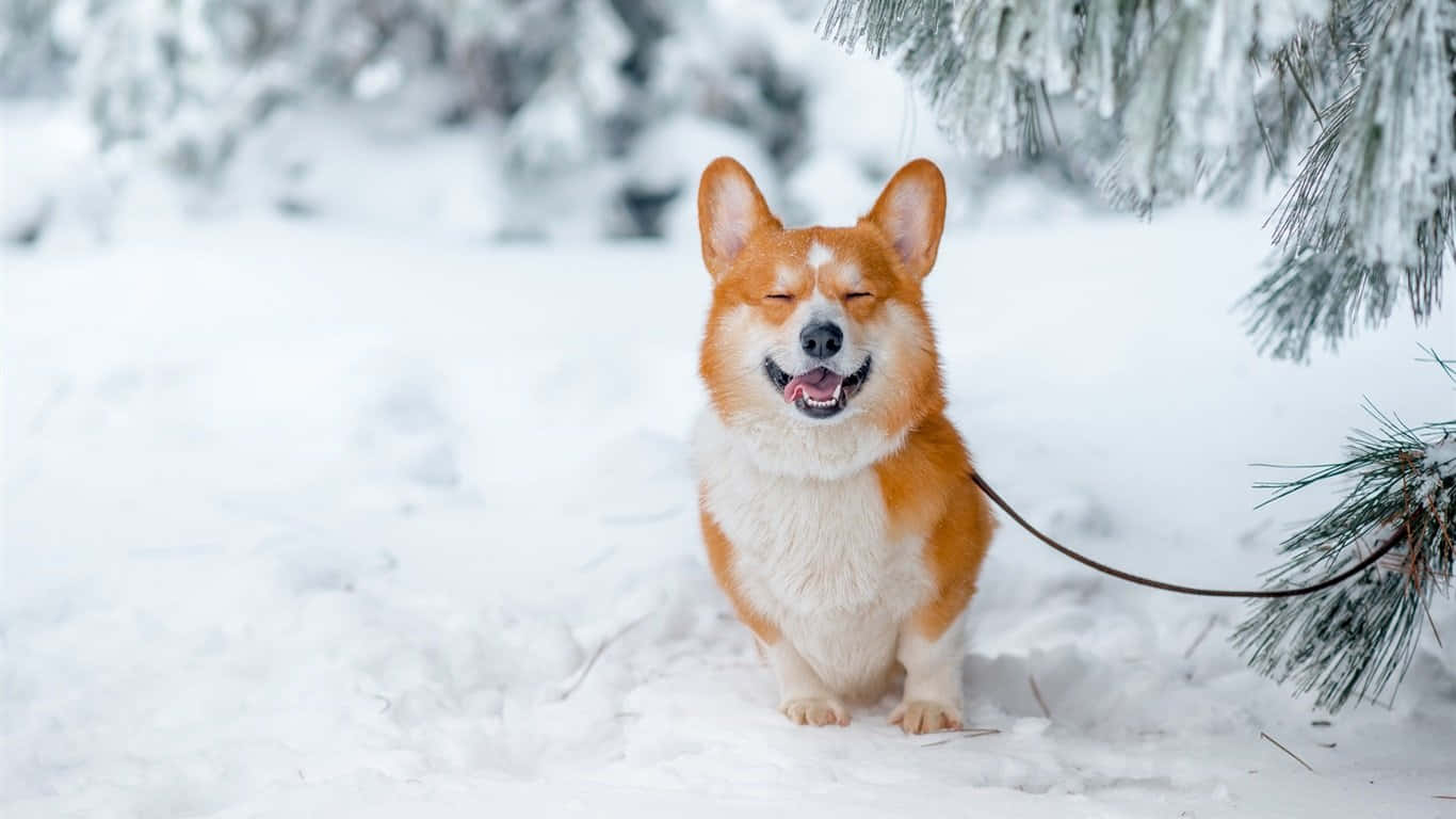 Winter Corgi Dog