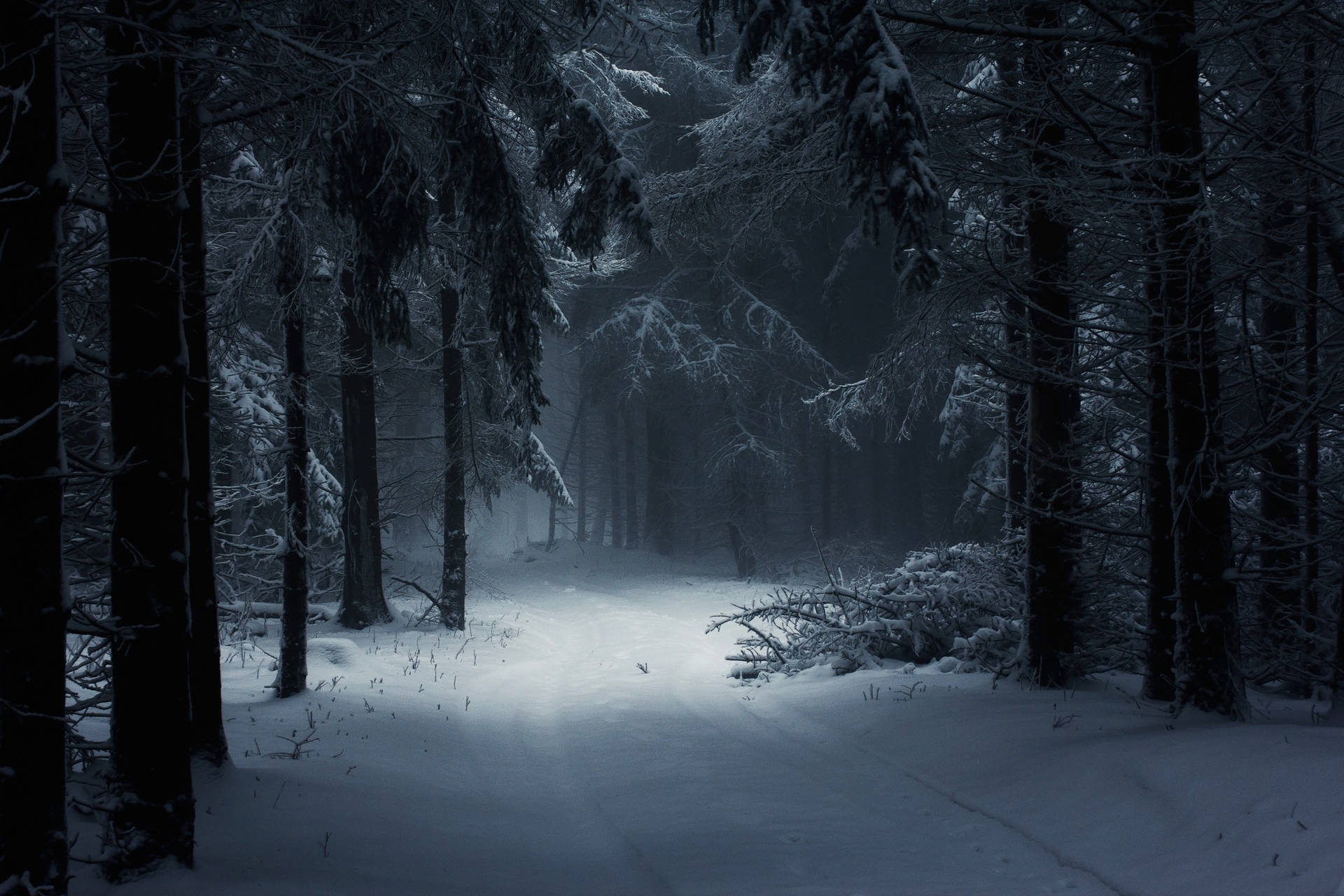 Winter Dark Forest Iphone Background