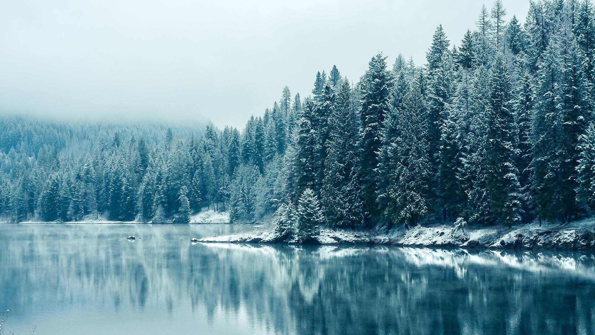 Winter Forest Beside A Lake Background