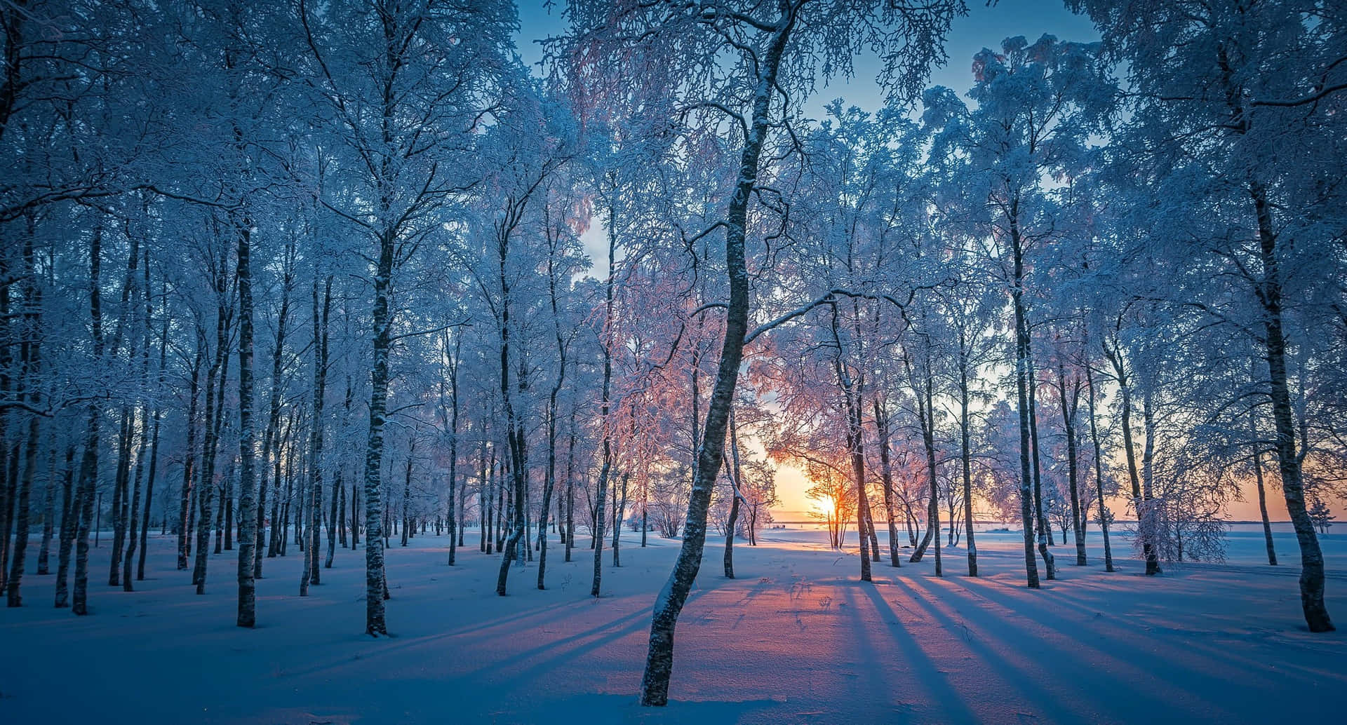 Winter Forest During Sunset Laptop Background