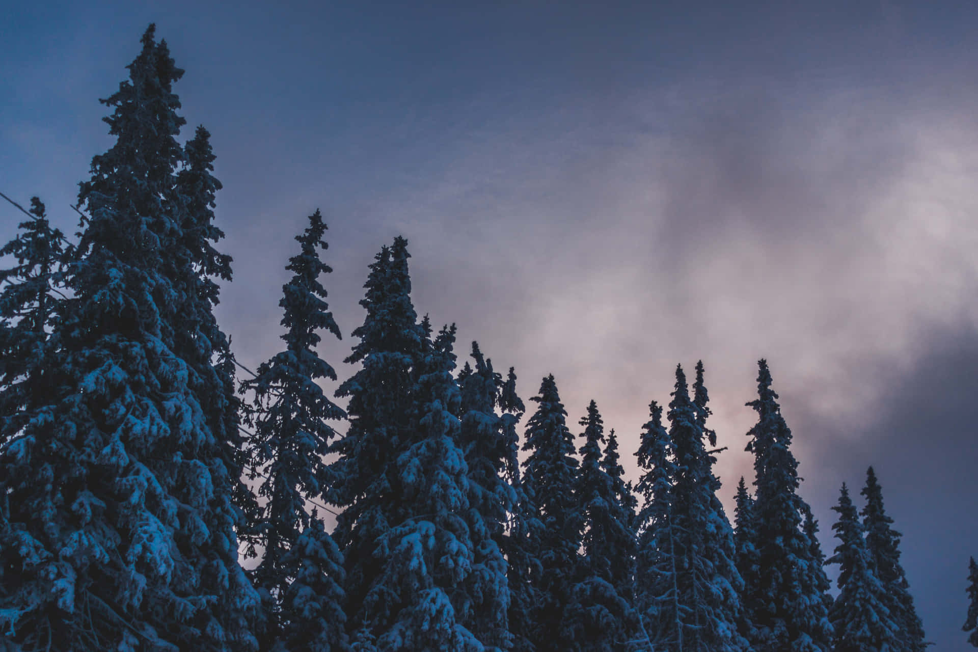 Winter Forest With Ultraviolet Effects Background