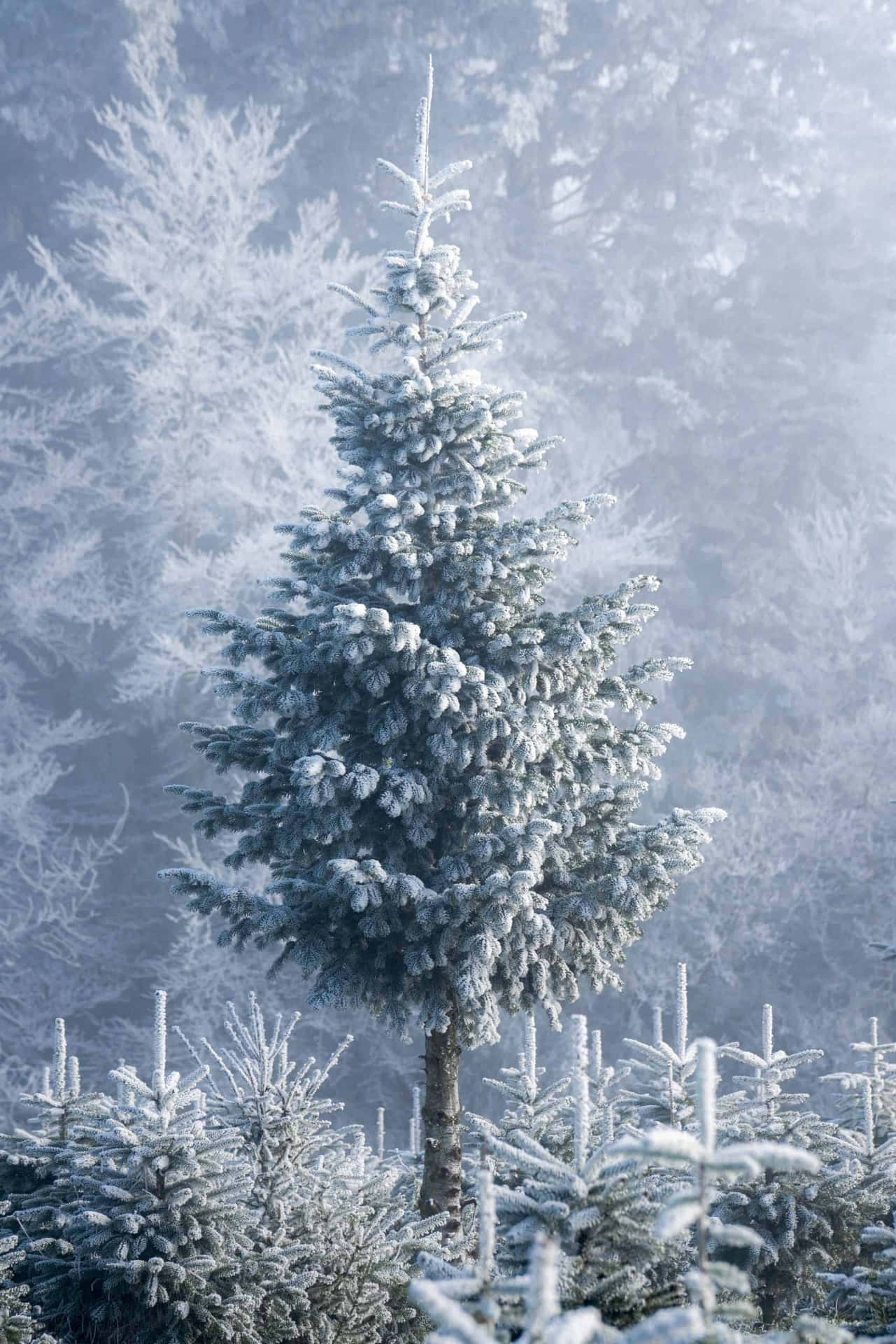 Winter Frosted Christmas Tree Background