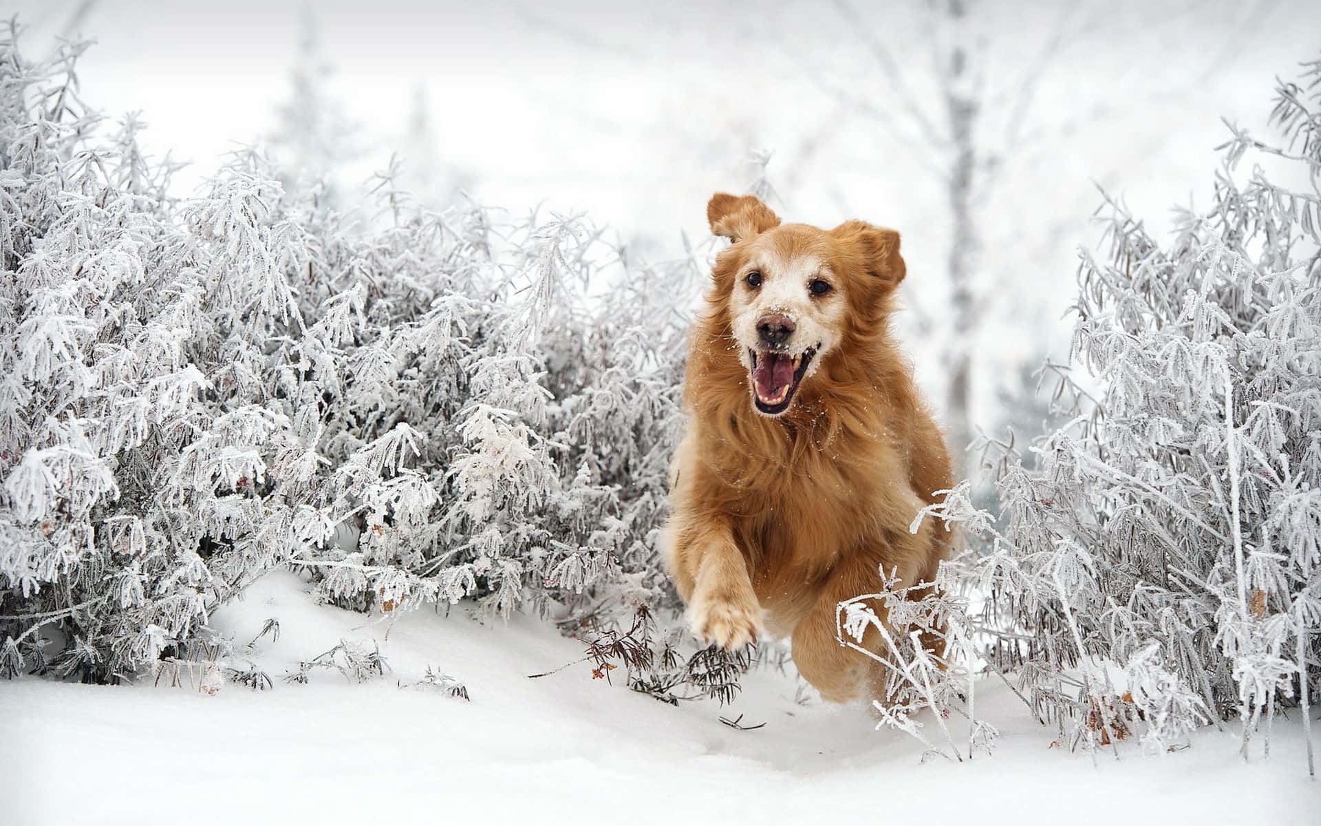 Winter Fun With Dog