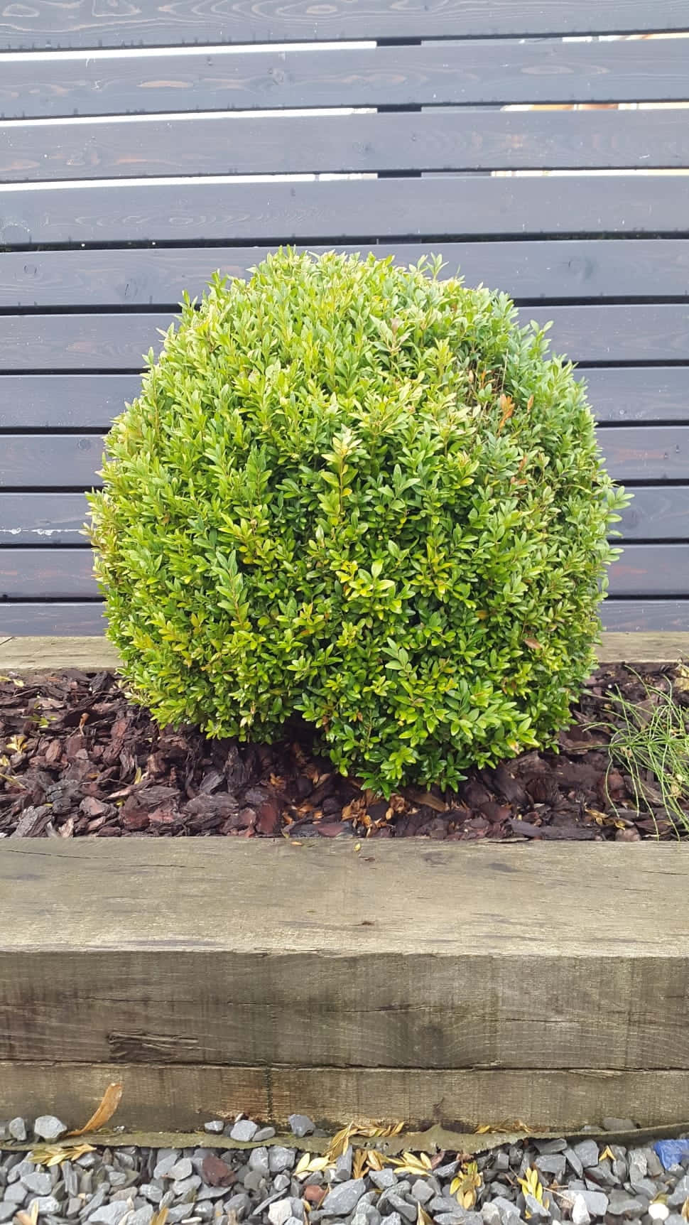 Winter Gem Boxwood Shrub Bush Background