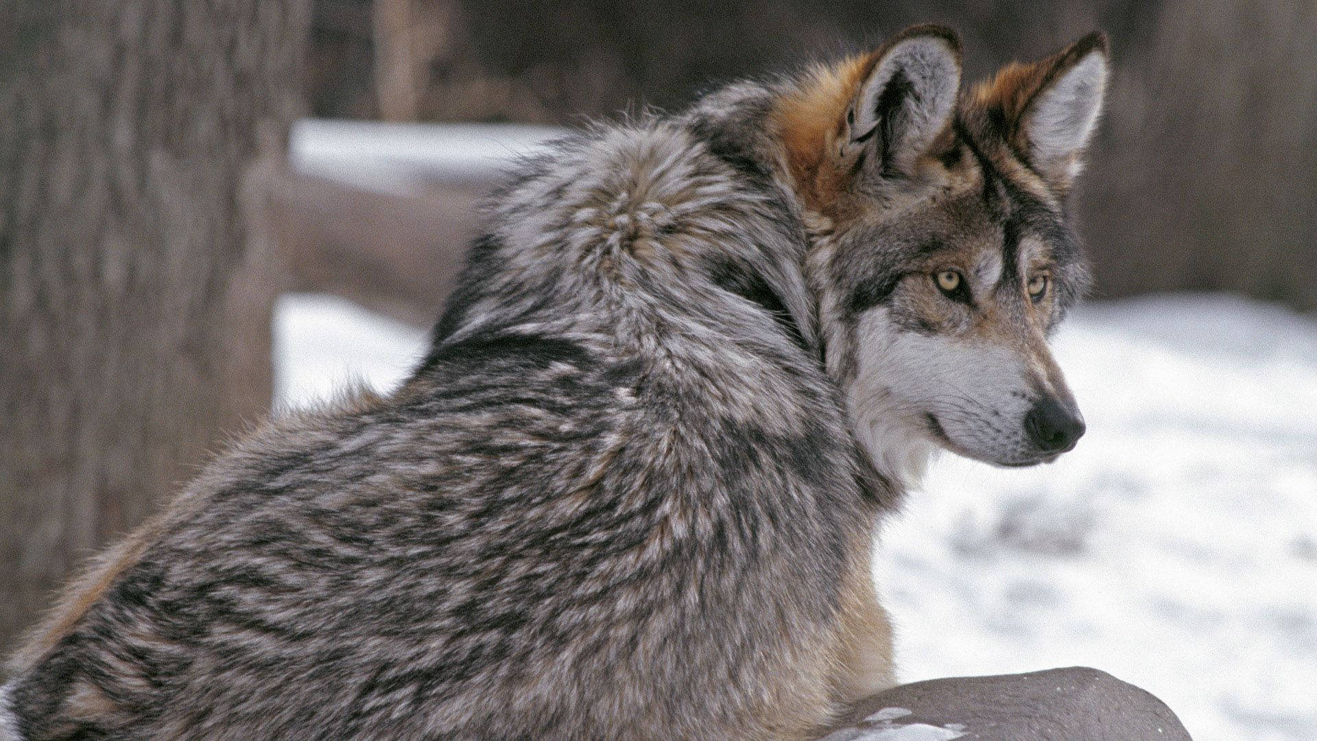 Winter Grey Wolf Background