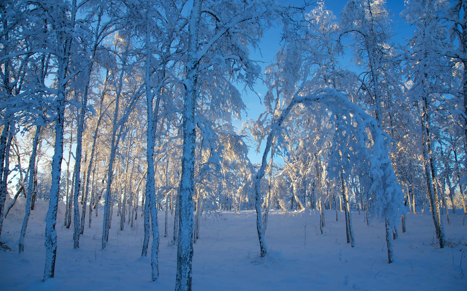 Winter Hd Desktop Background