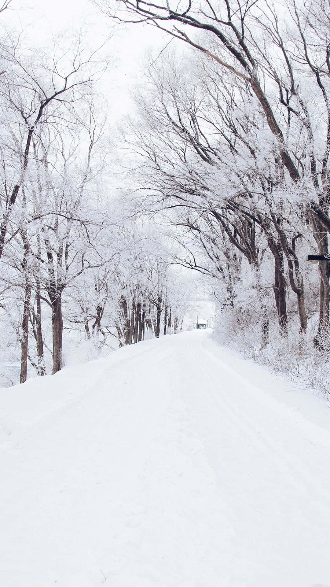 Winter In Full Bloom - Enjoy Nature's Splendor