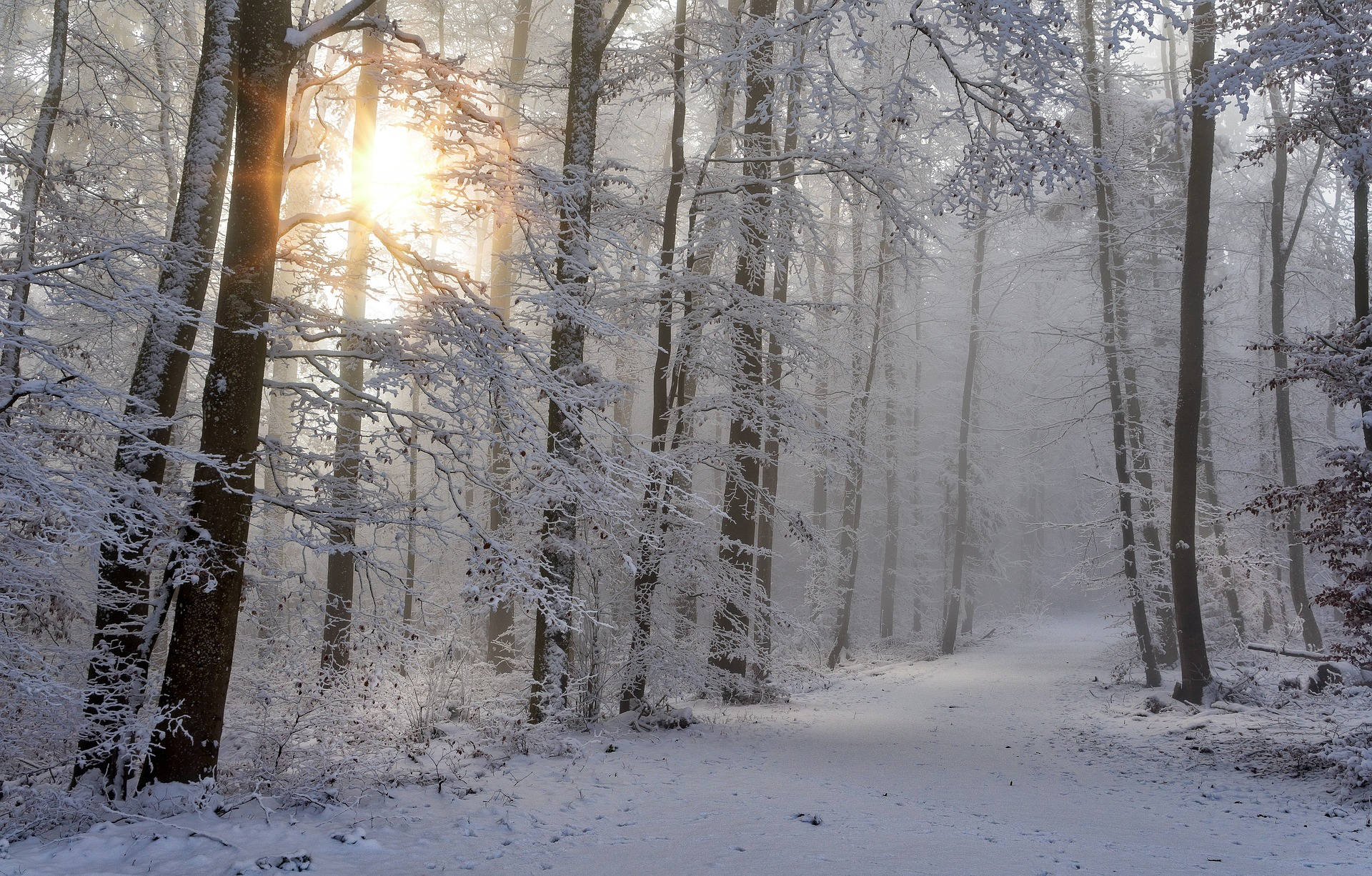 Winter In The Woods Background