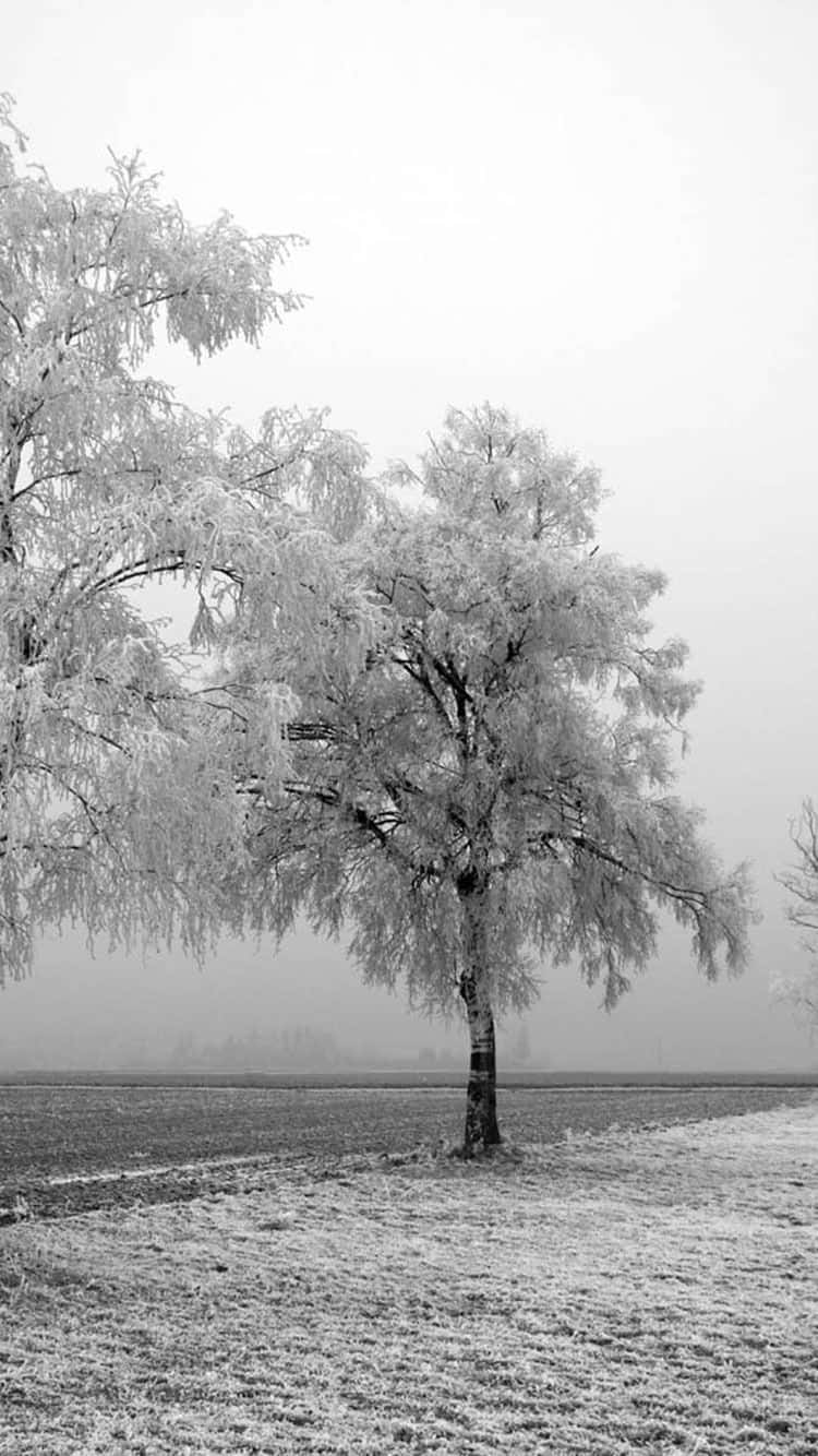 Winter Iphone 6 Plus Grey Trees Background