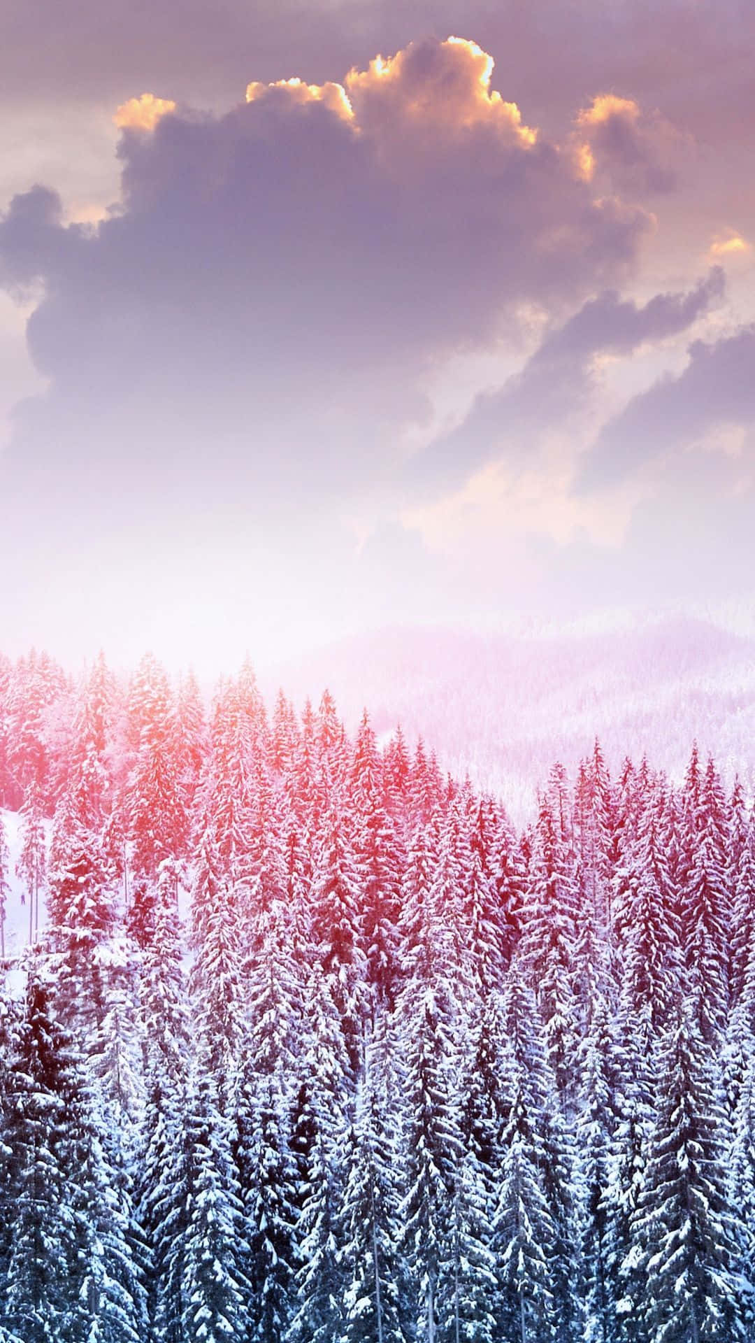 Winter Iphone 6 Plus Red Green Trees Background