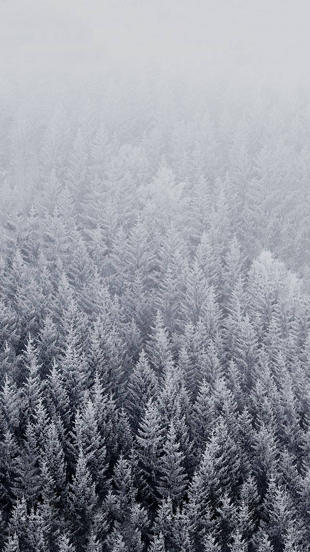 Winter Iphone Pine Trees Misty View Background