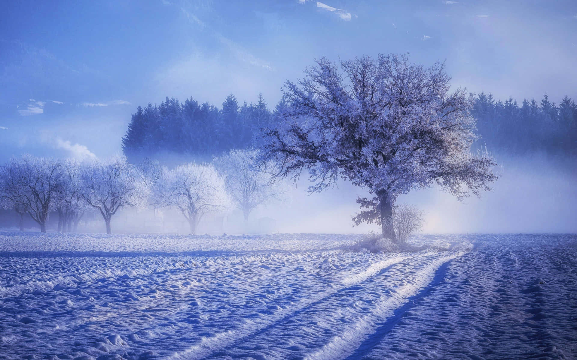 Winter Landscape Of A Silent Forest Background