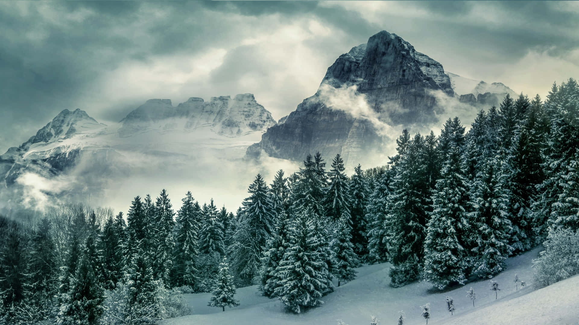 Winter_ Mountain_ Pines_ Scenery.jpg
