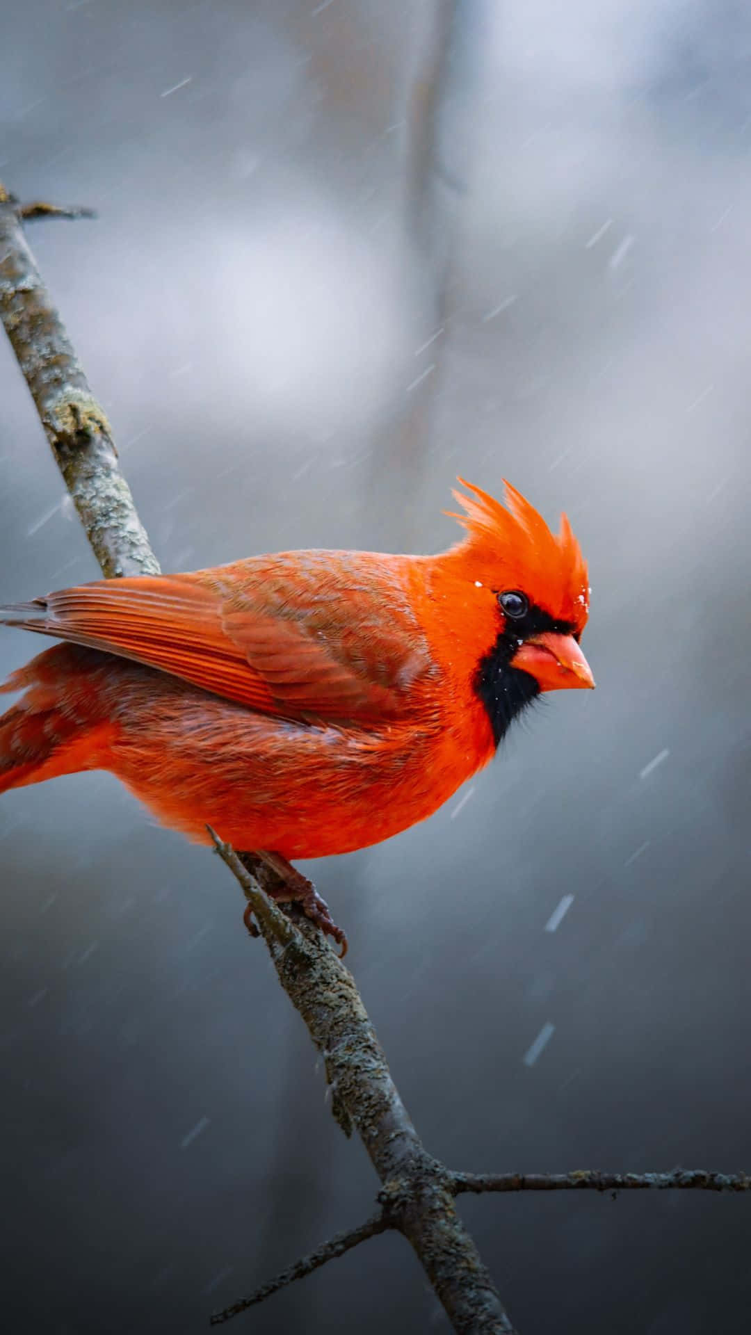 Winter Northern Red Cardinal Bird Iphone Image