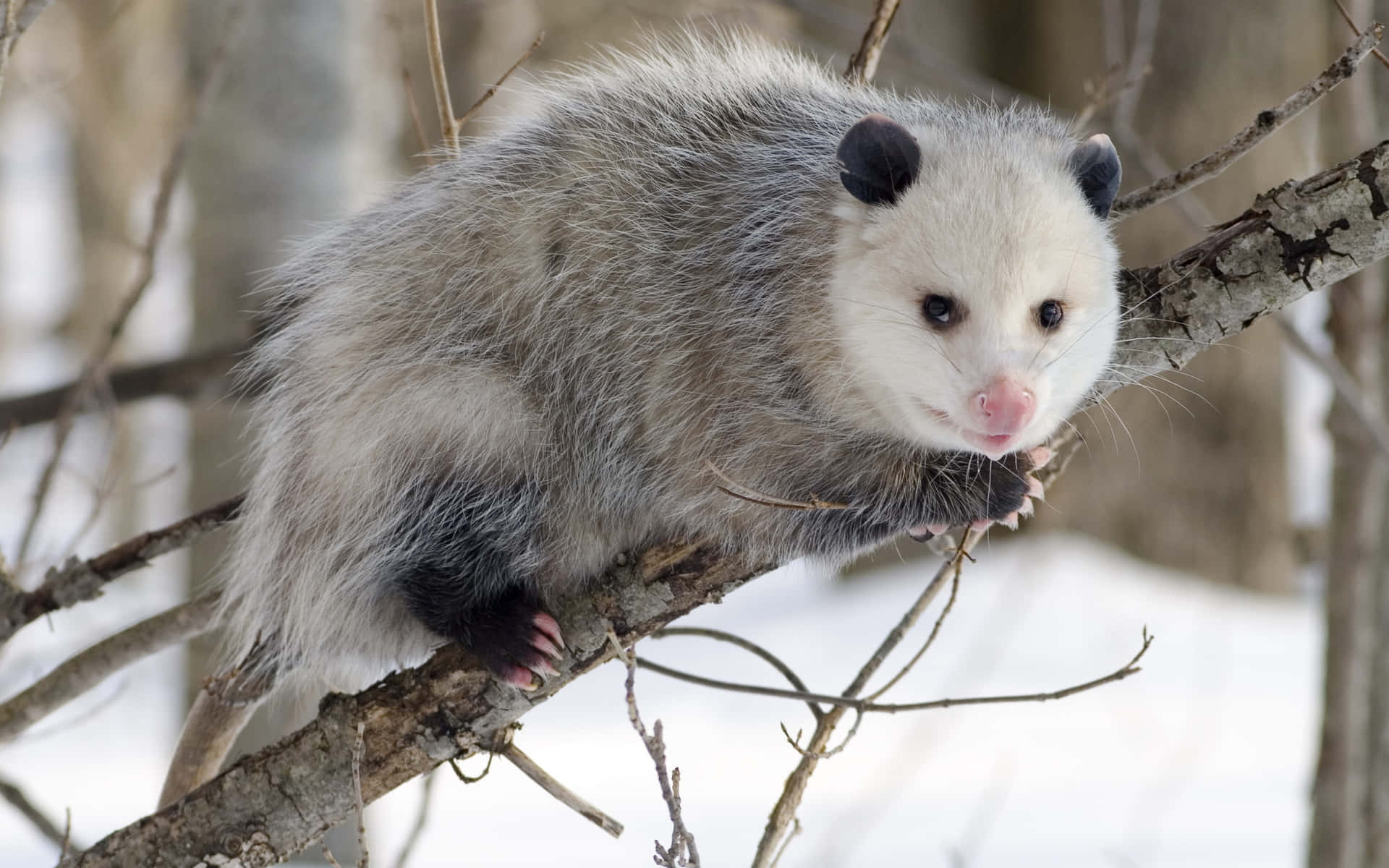 Winter_ Opossum_ Perched_on_ Tree_ Branch.jpg