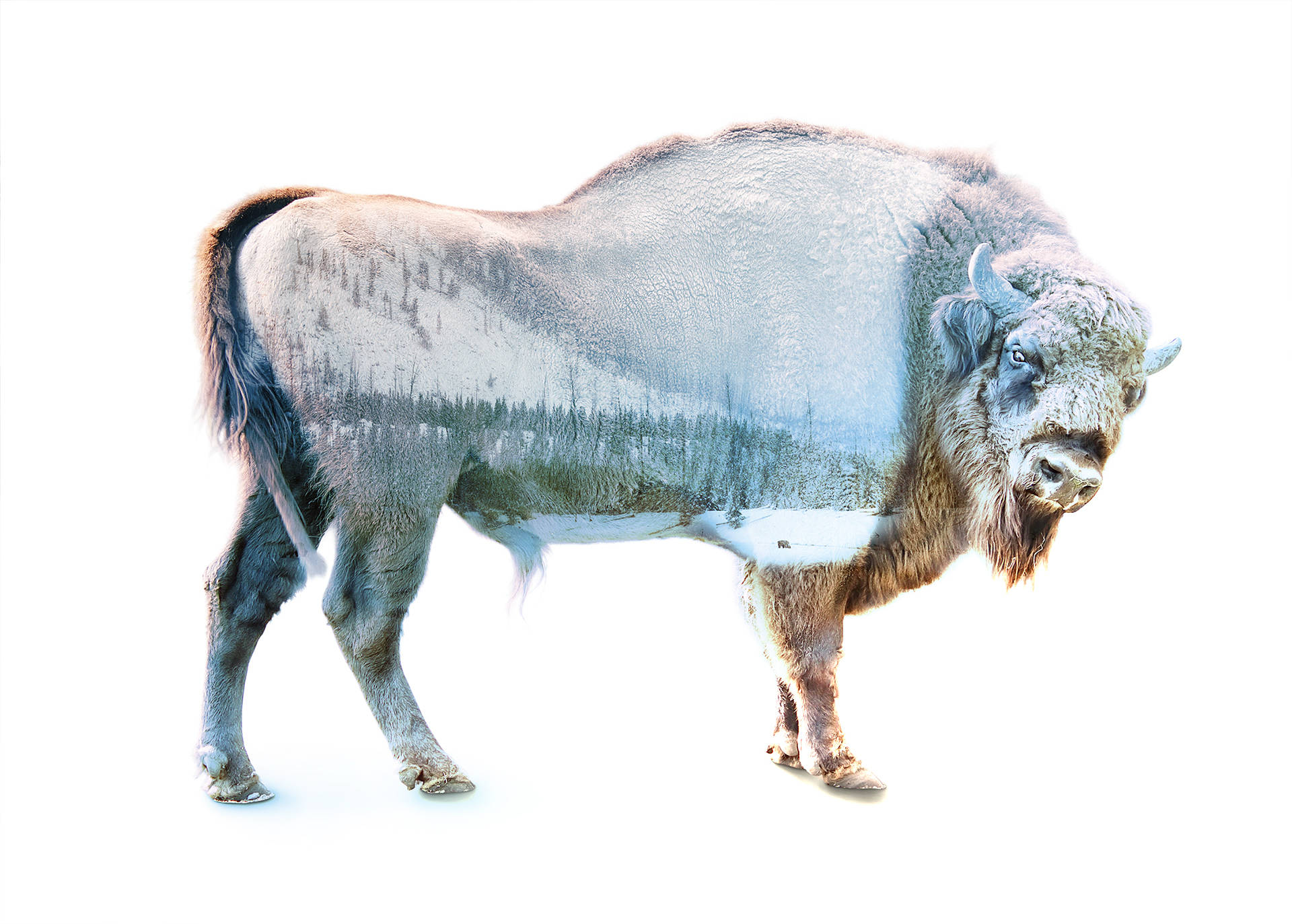 Winter Painting On Buffalo Background