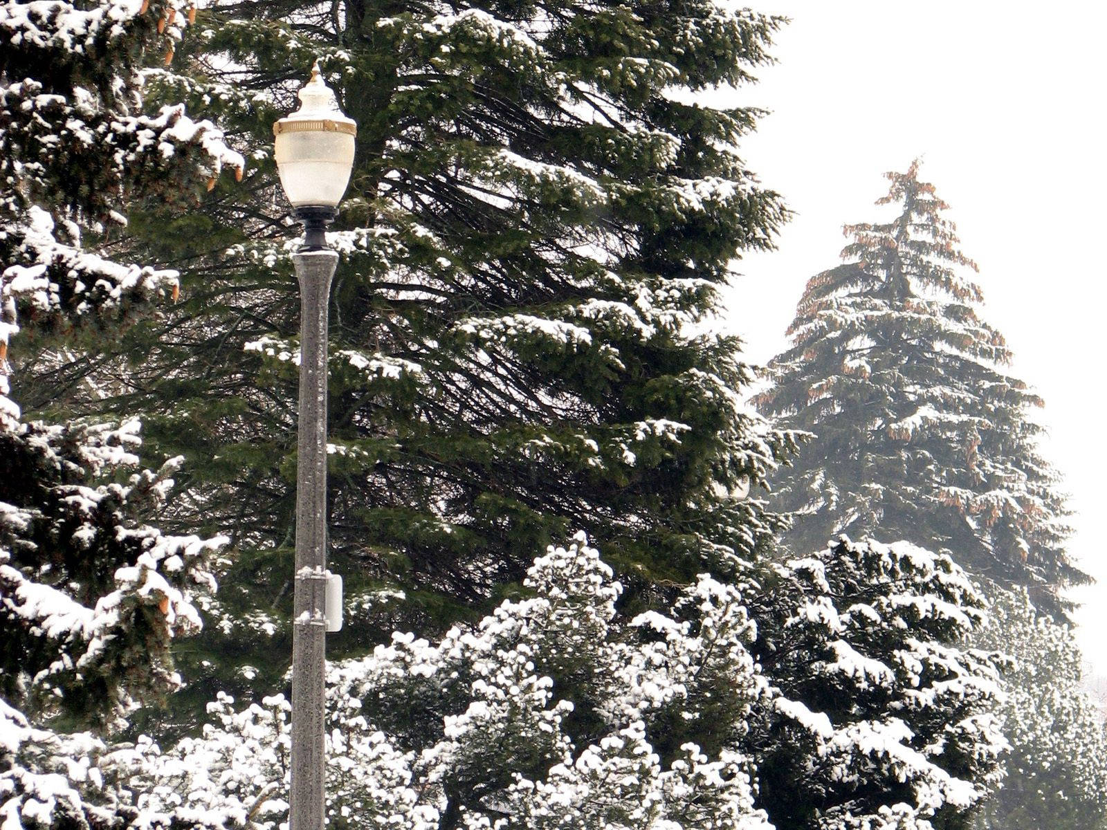 Winter Park Pines Background