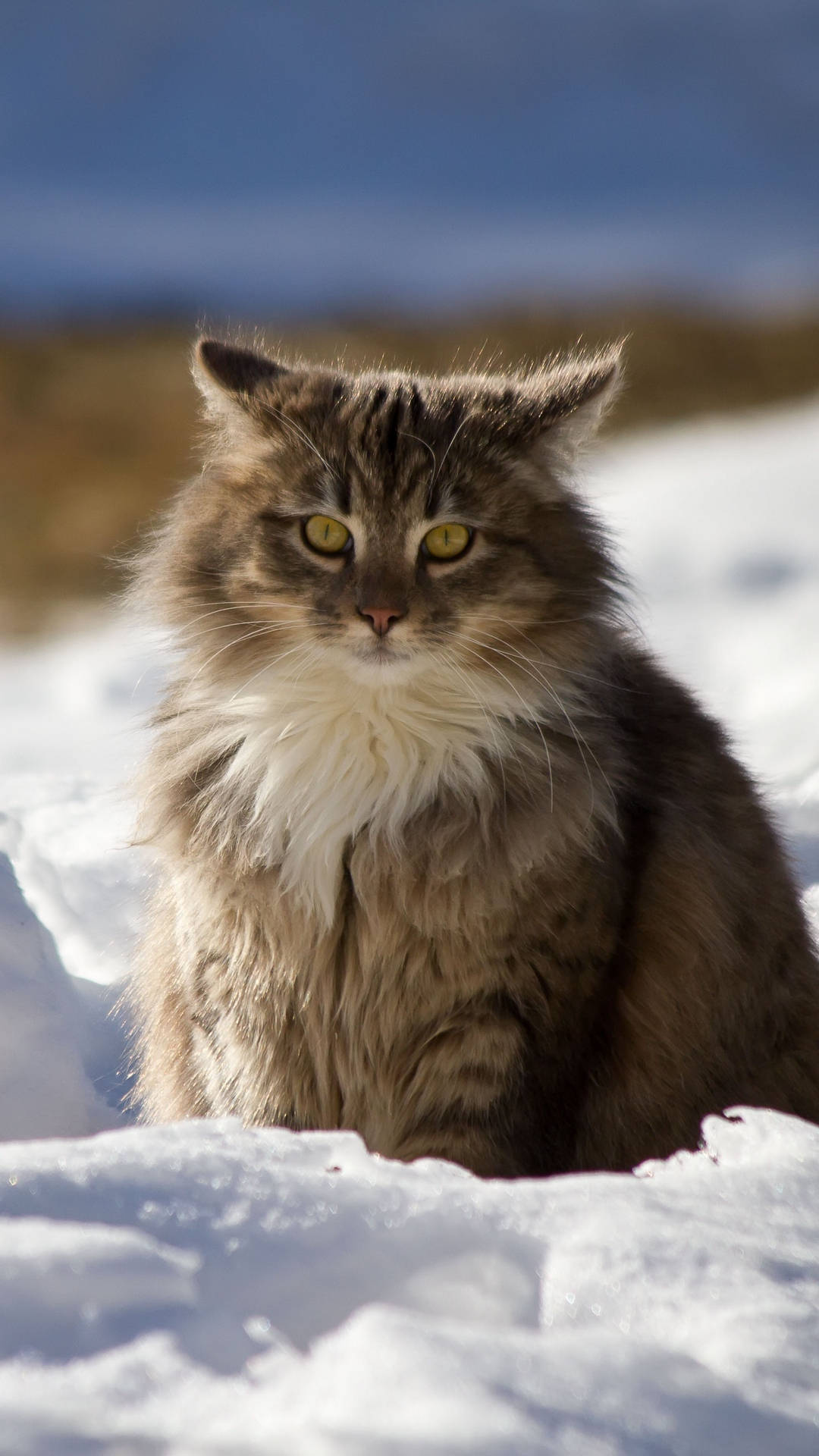 Winter Phone Fat Cat Stare Background
