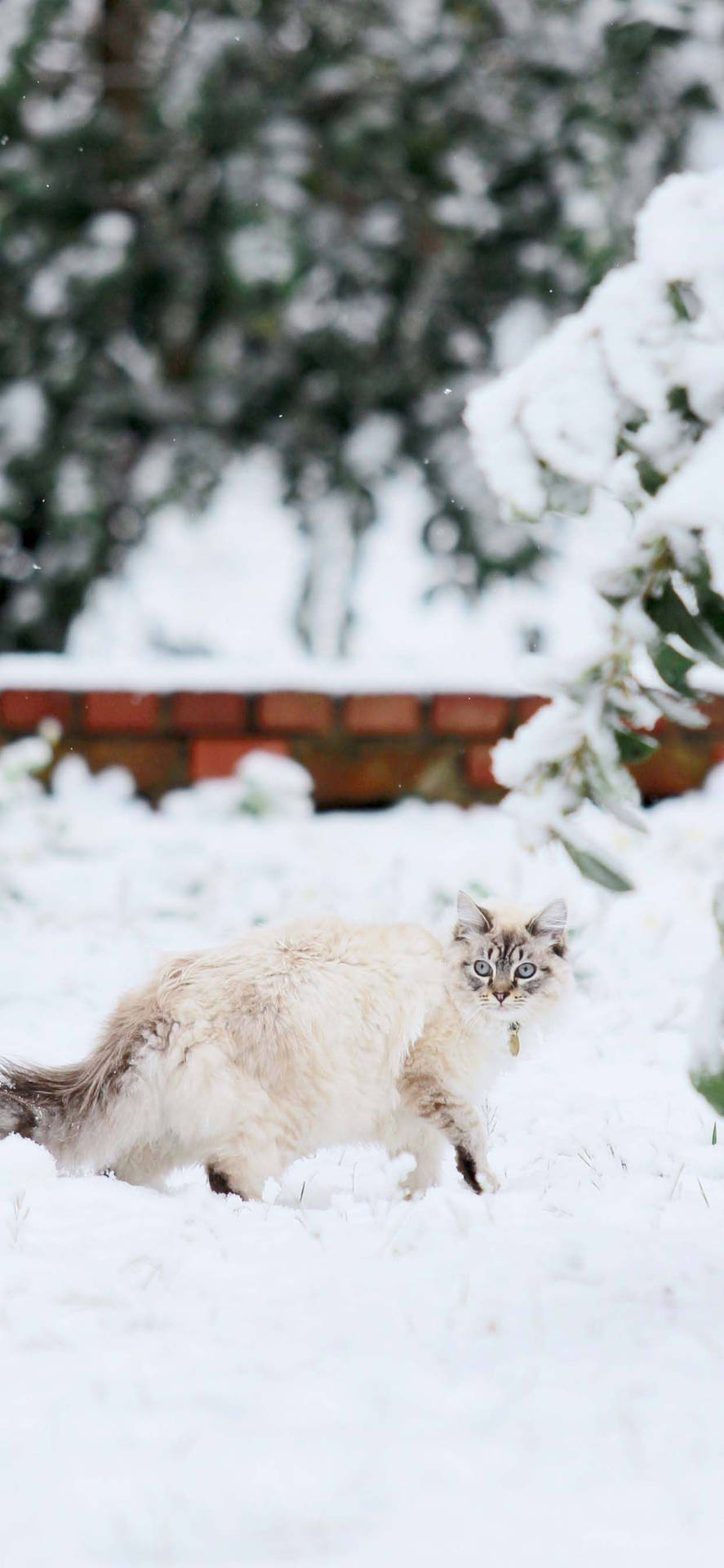 Winter Phone Fat White Cat Background
