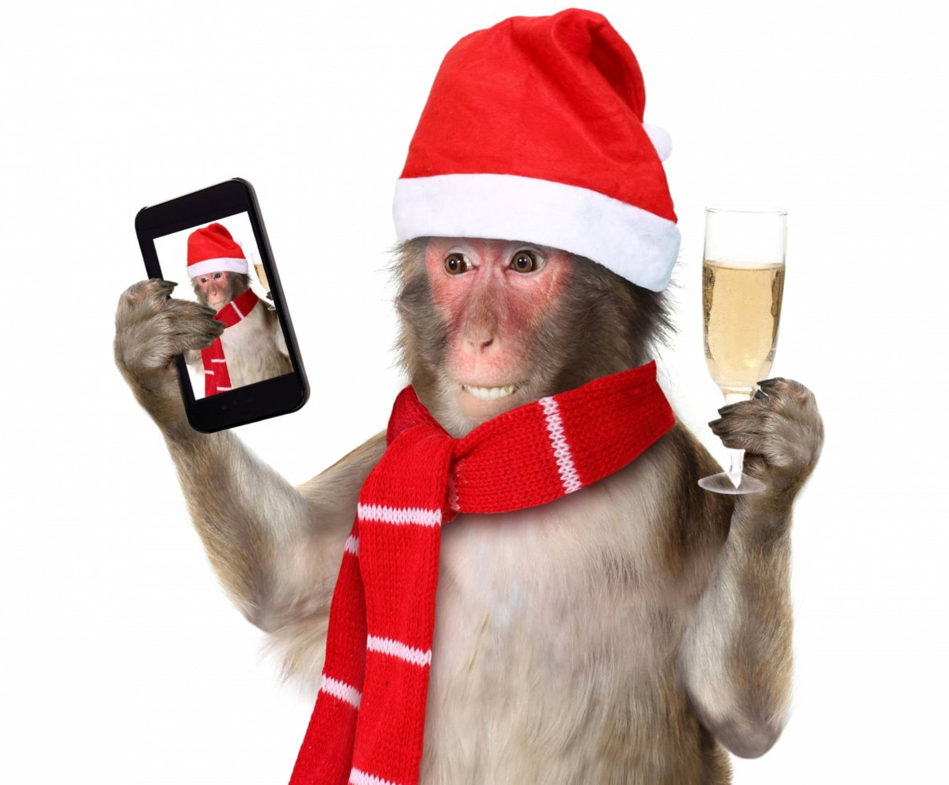 Winter Phone Monkey Selfie Background