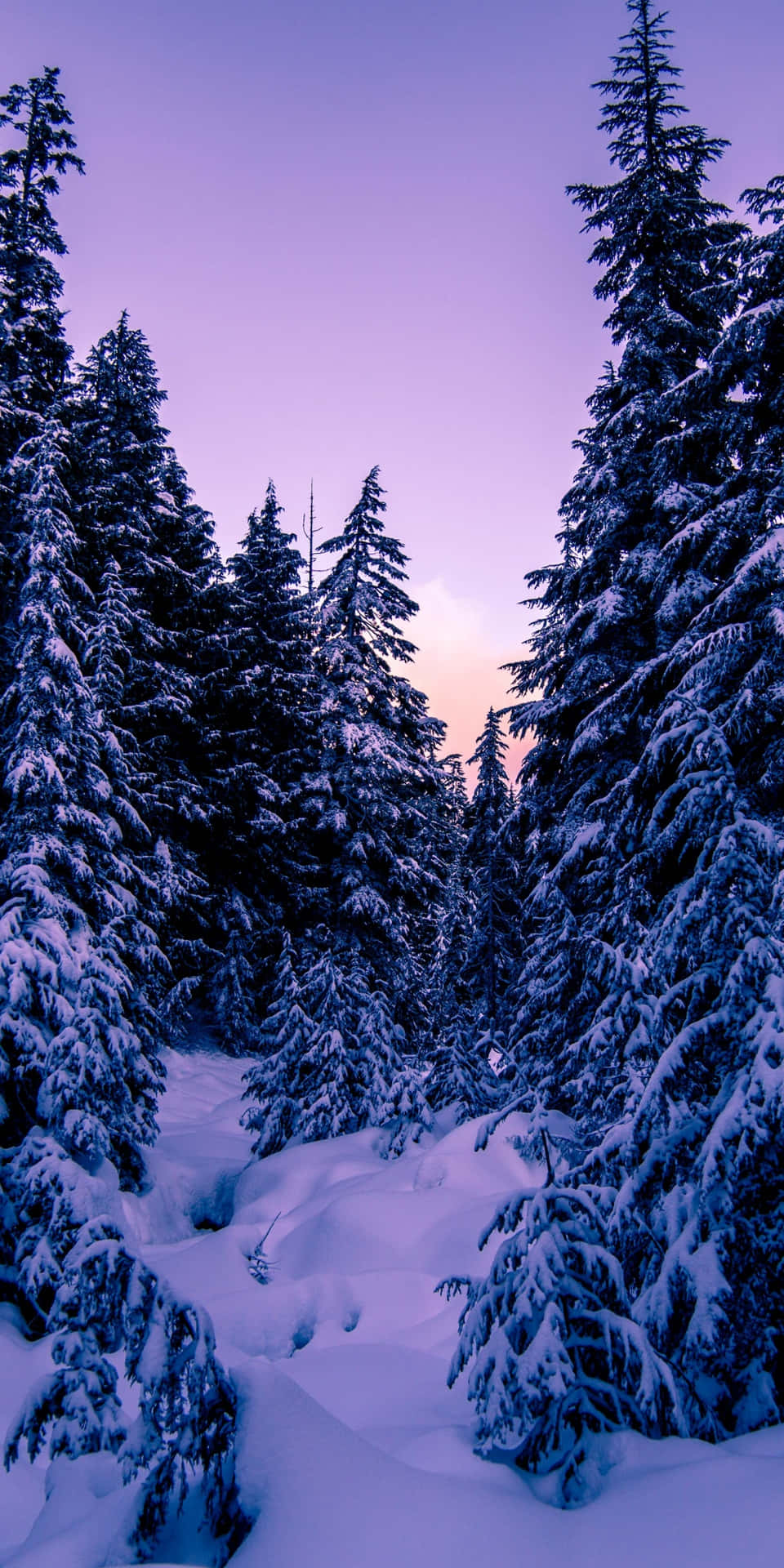 Winter_ Pine_ Forest_ Sunset.jpg