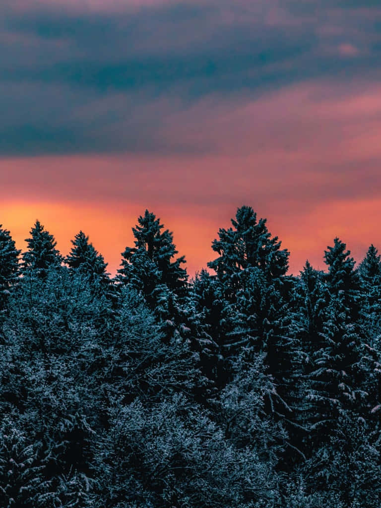 Winter Pine Forest Sunset Silhouette Background