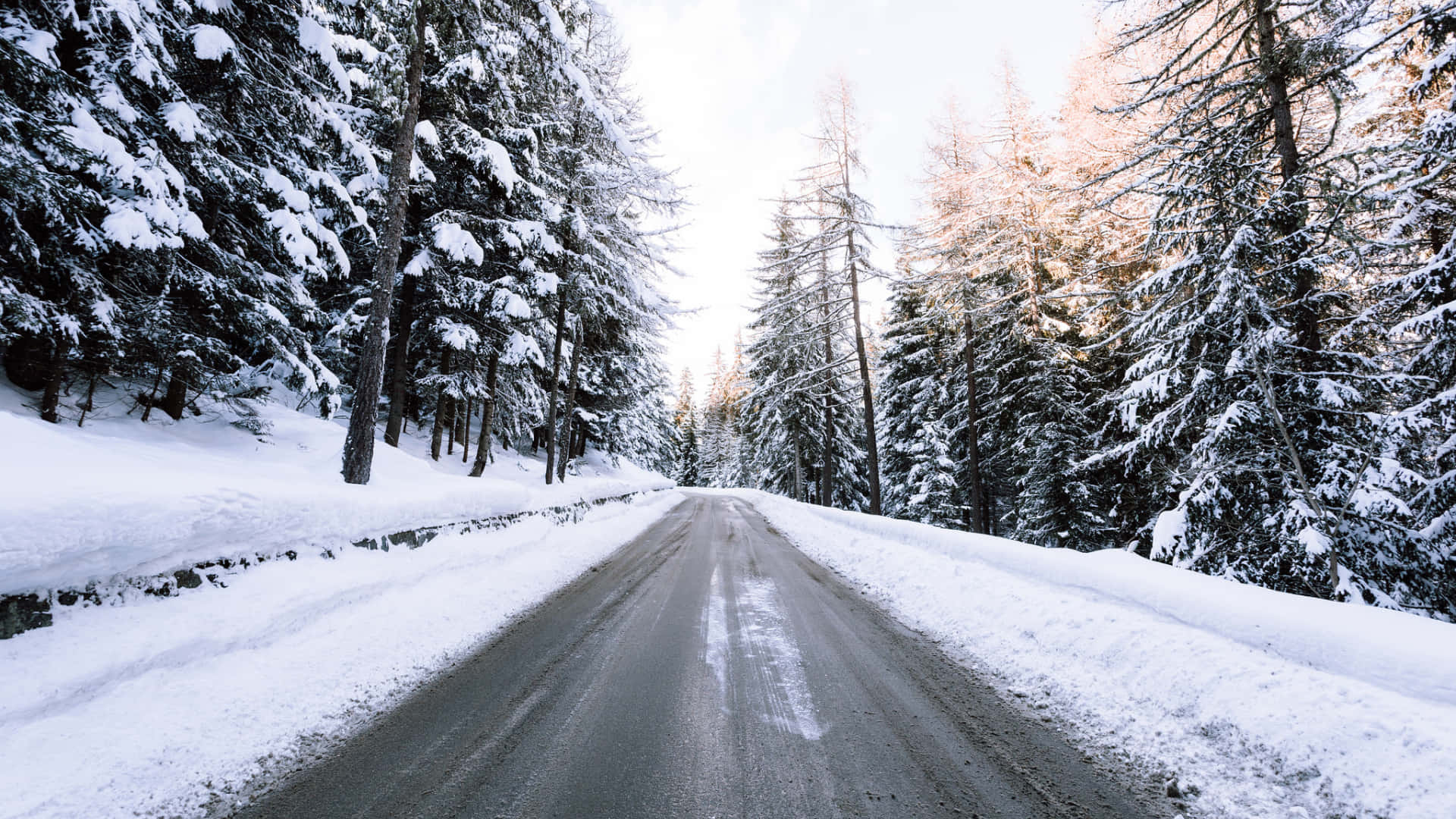 Winter Pine Trees For Laptop Background