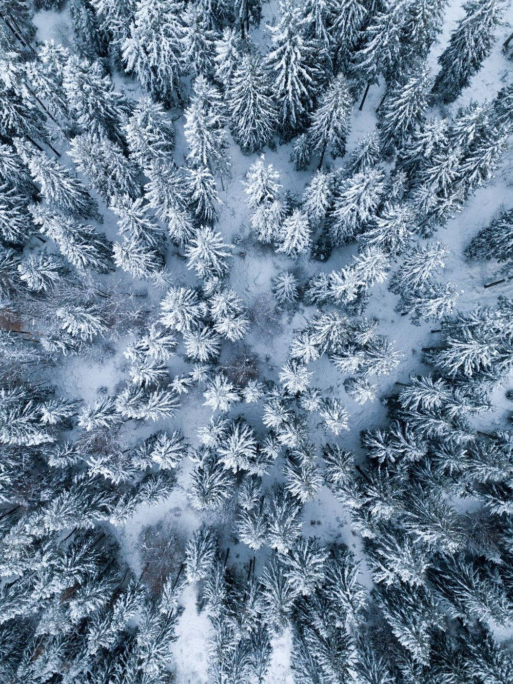 Winter Pine Trees Ipad Display