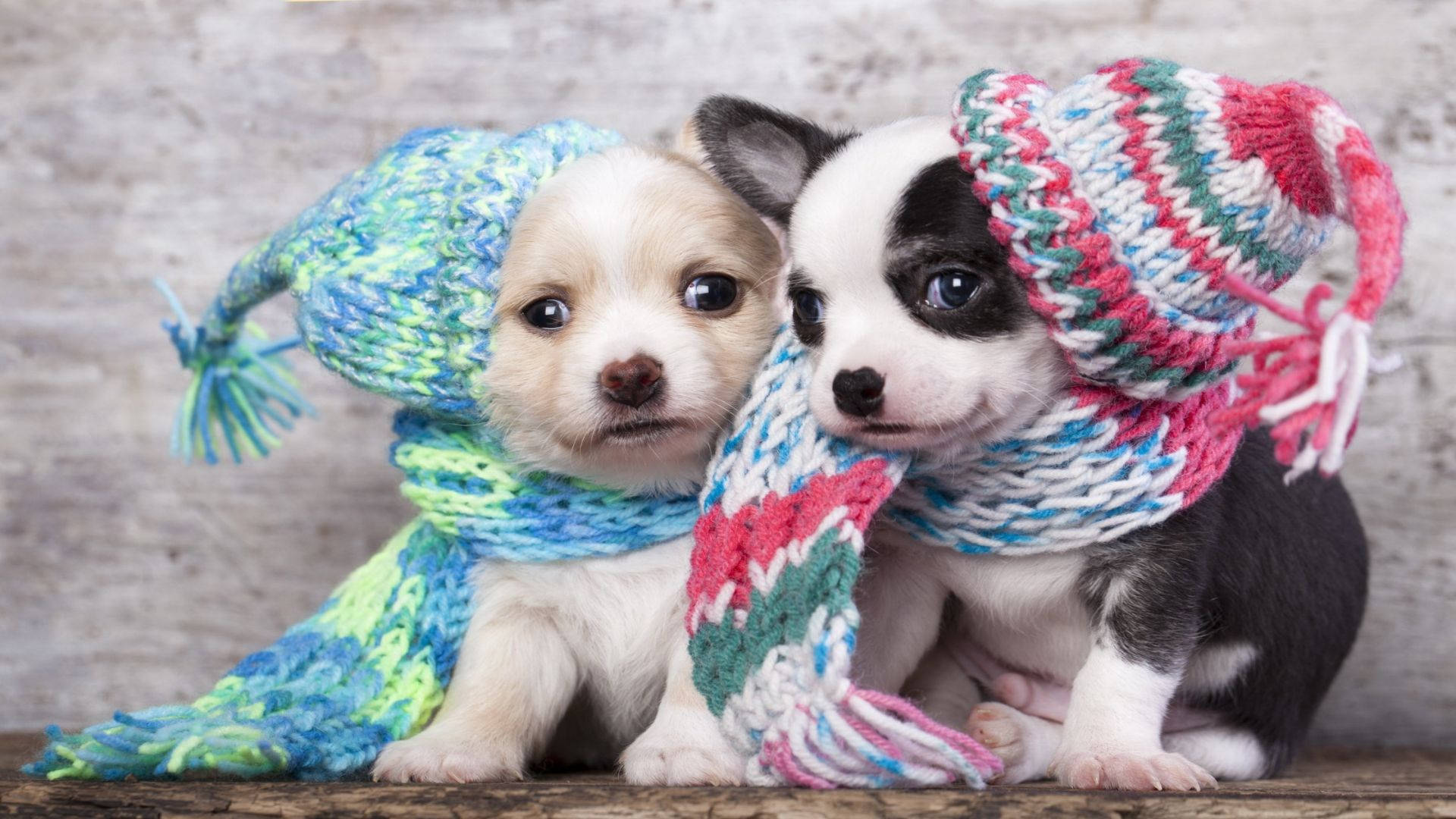 Winter Puppies