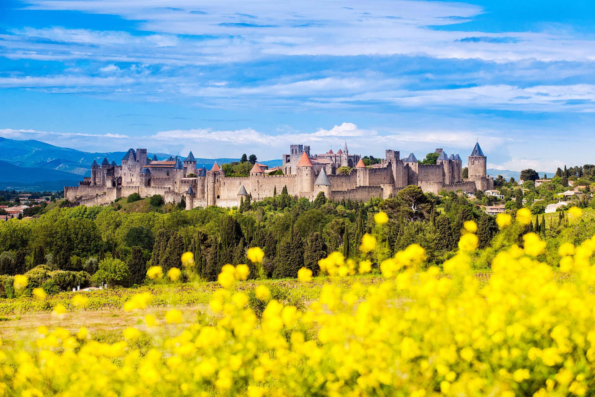 Winter Rapeseed In Carcassonne France Background