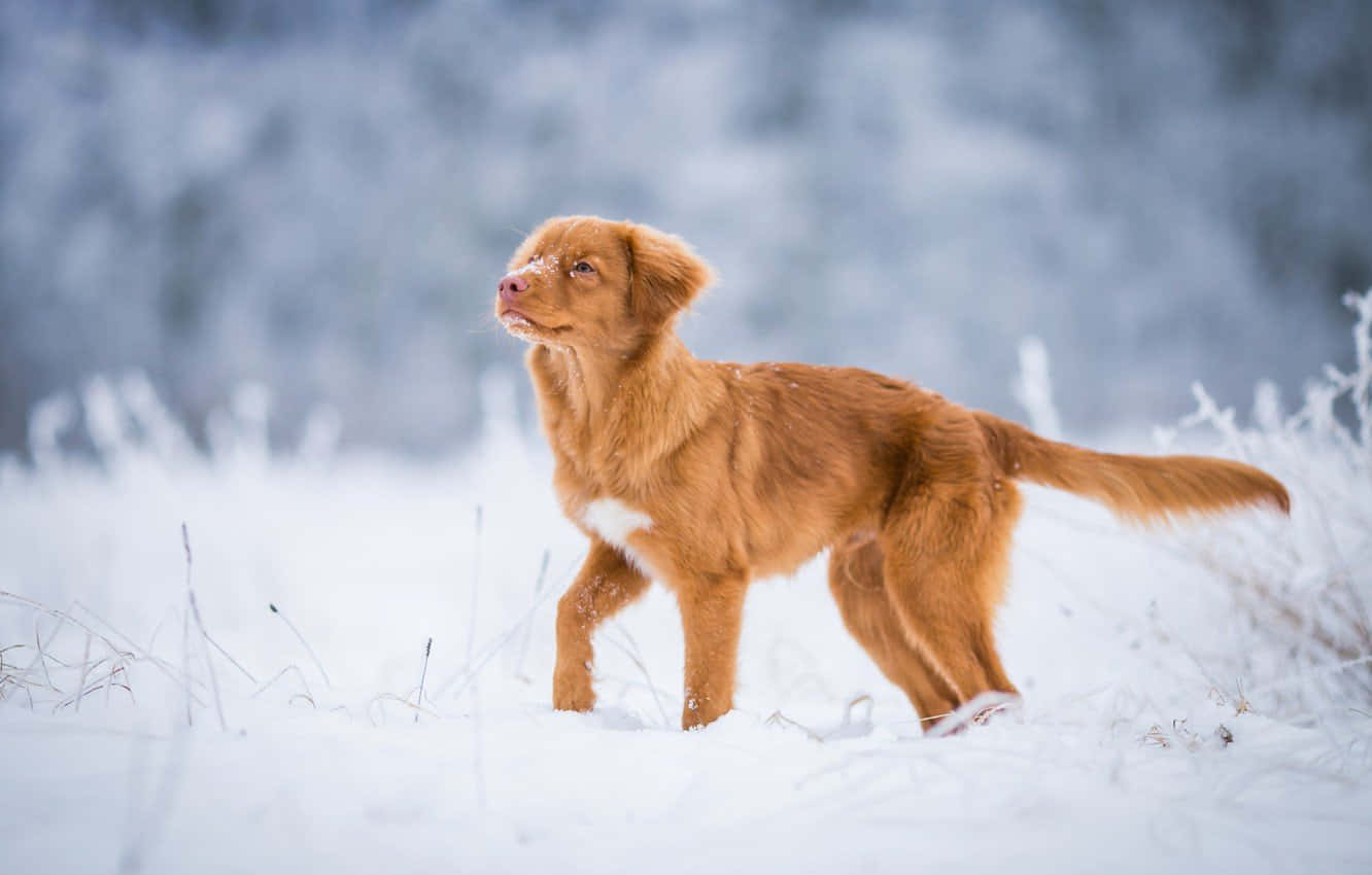 Winter Retriever Dog Background