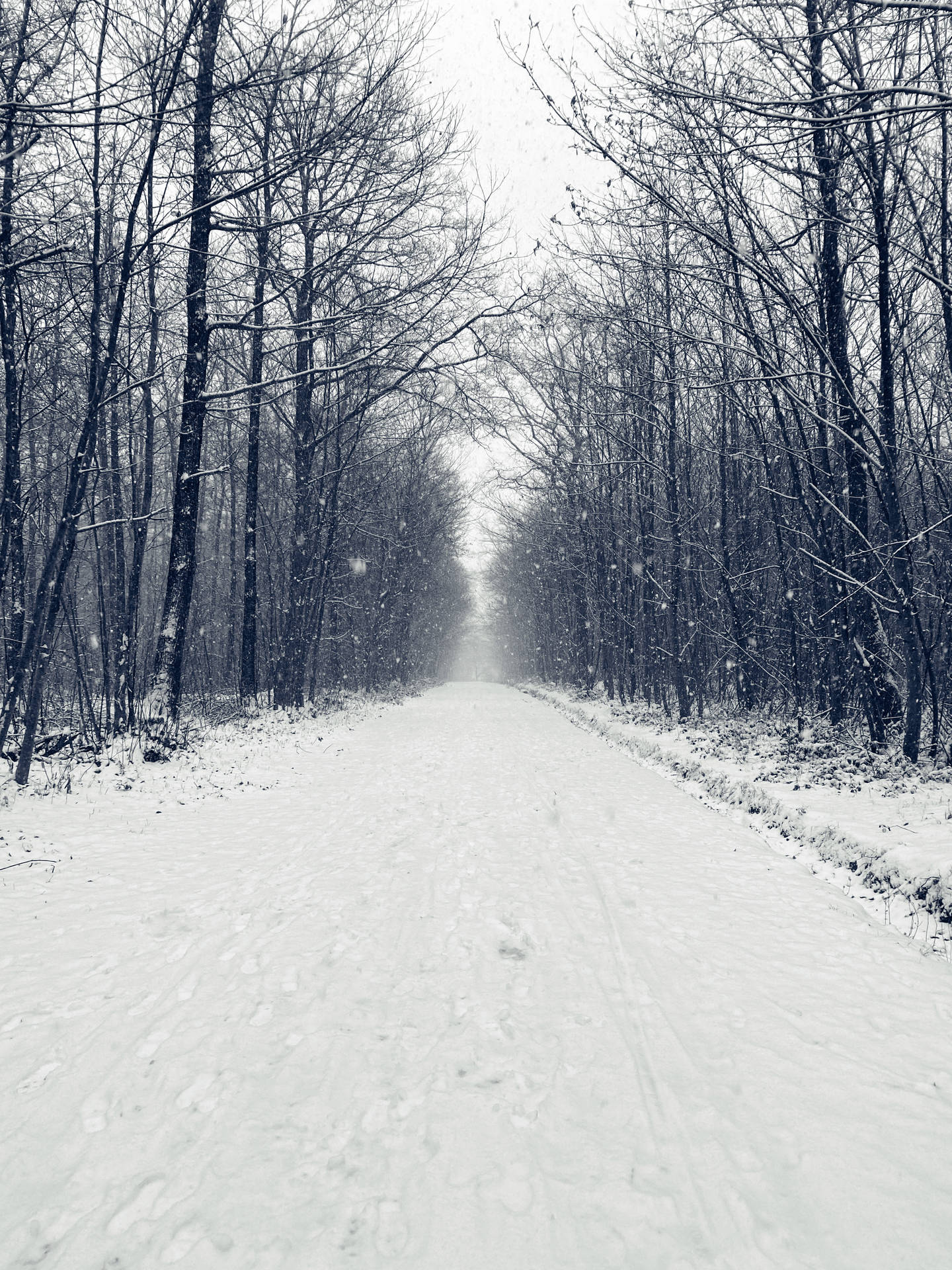 Winter Road Merry Christmas Hd Background