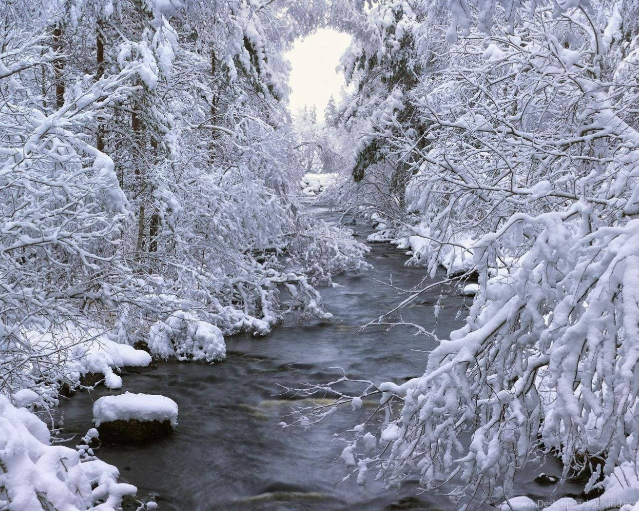 Winter Scene Bent Trees