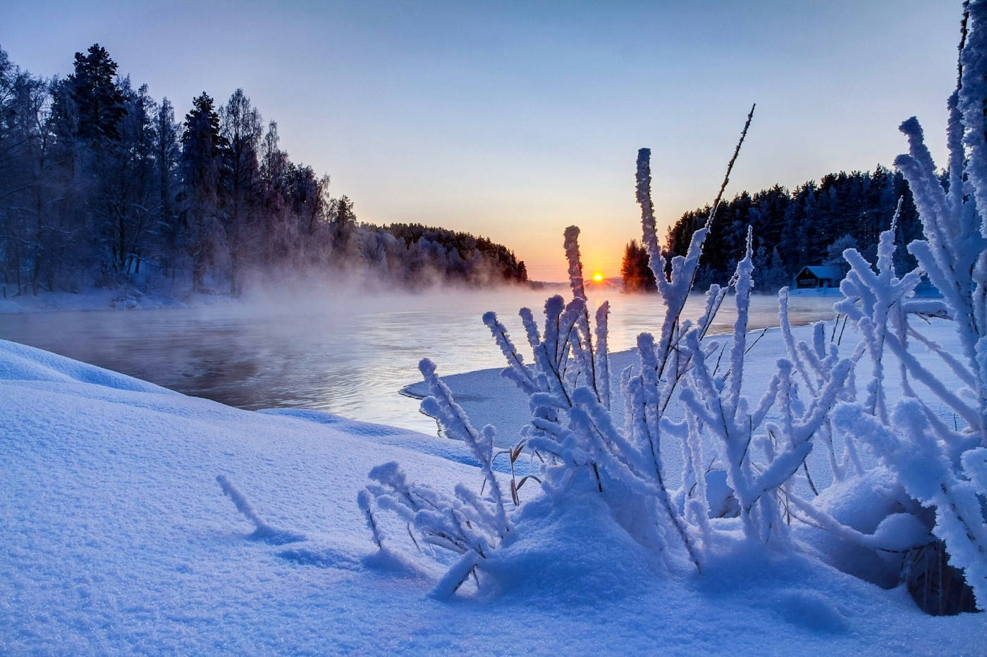 Winter Scene Frozen Weeds