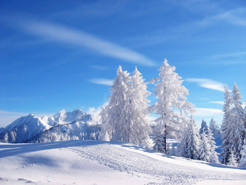 Winter Scene White Forest Background